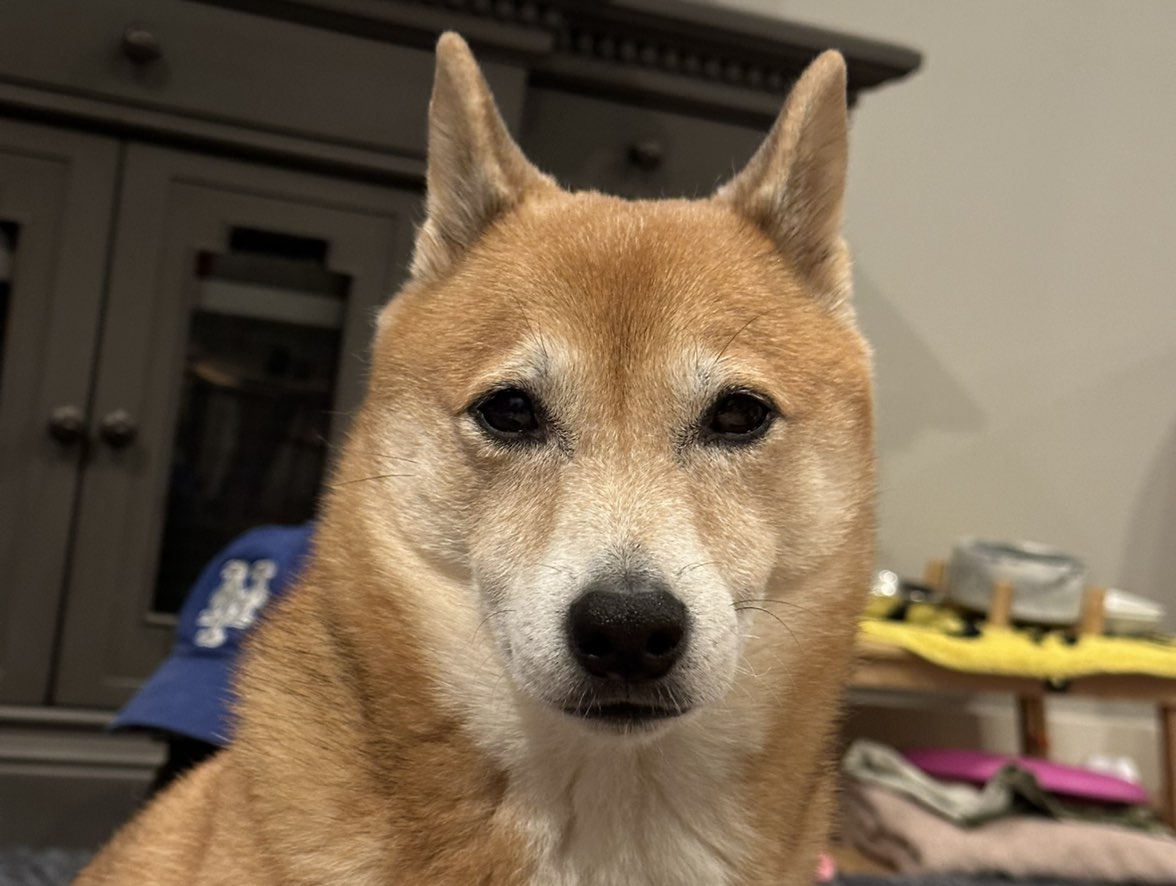 A picture of Zaza, a 9 years 5 months old Shiba Inu dog.