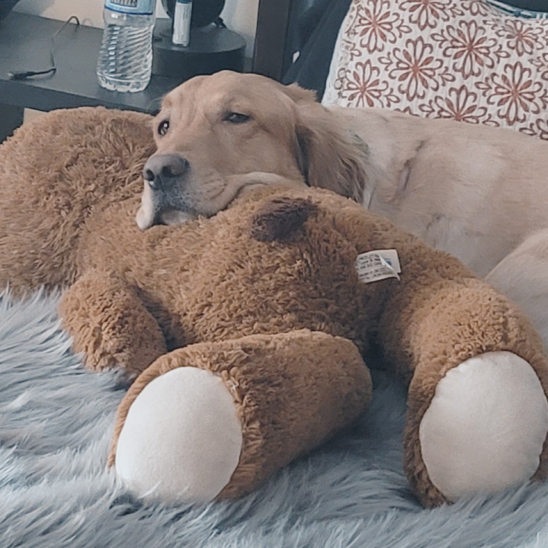 A picture of Oakley, a 7 years old Other dog.