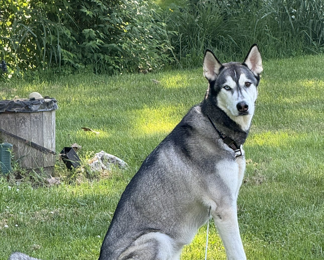 A picture of Doc Holliday, a 6 years 8 months old Other Mix dog.