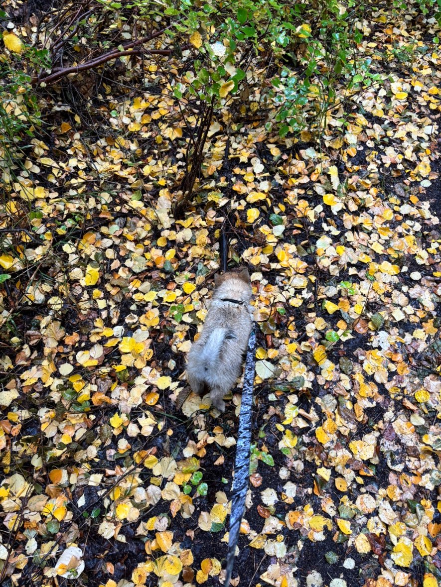 A picture of Badger, a 2 months old Pomsky Mix dog.