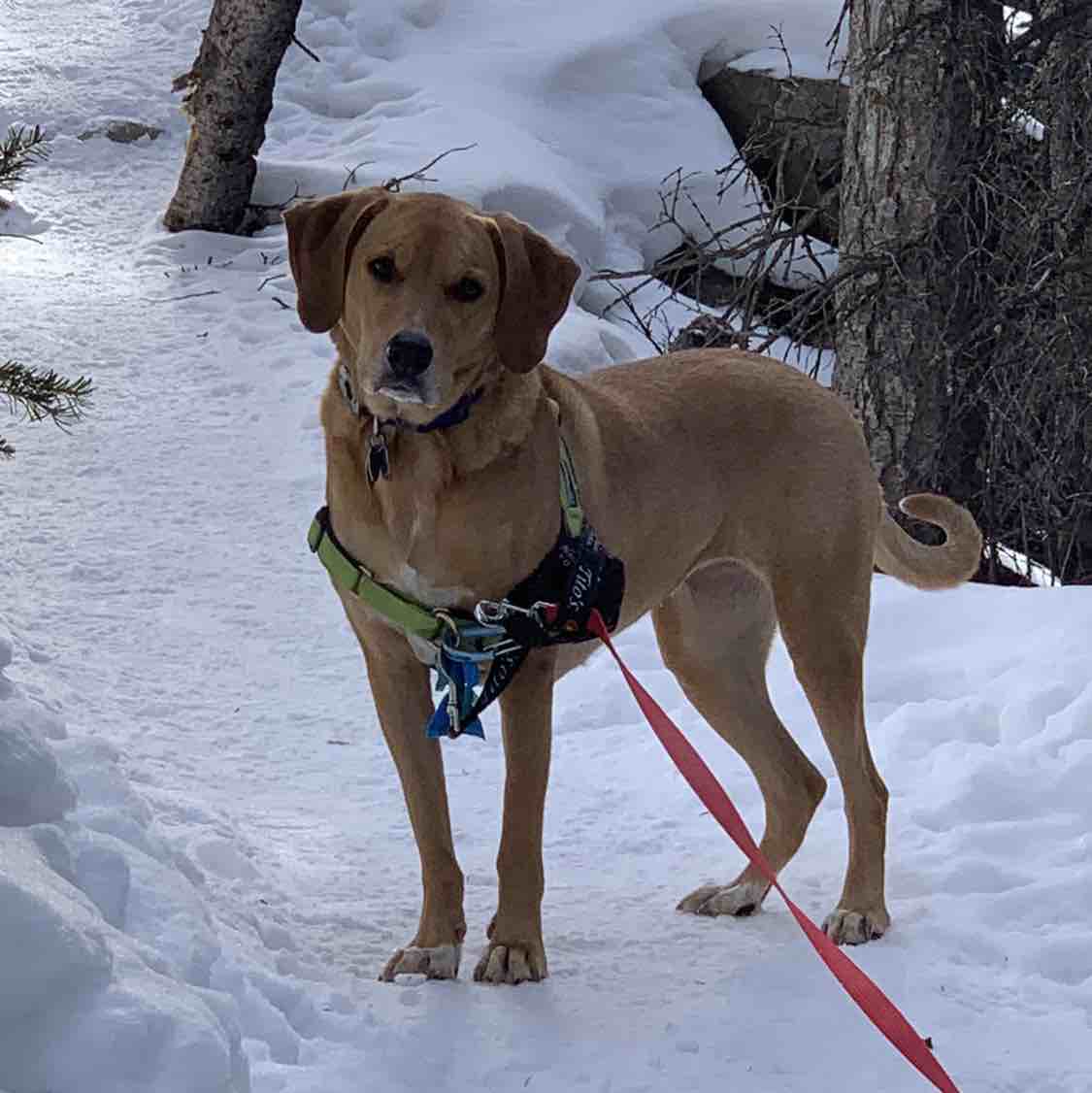A picture of Appa, a 9 years 4 months old Other Mix dog.