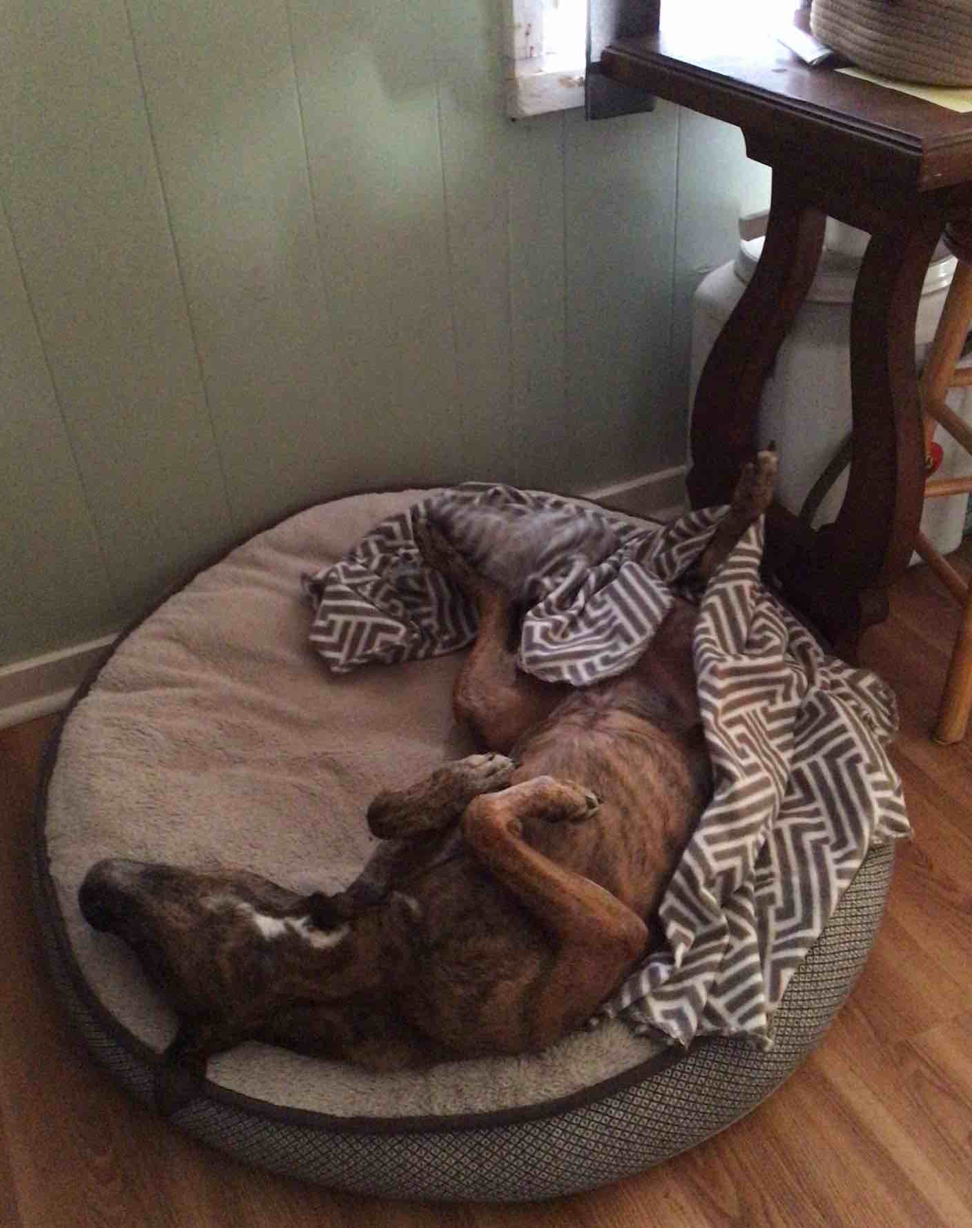 A picture of Meli, a 11 years 6 months old Other Mix dog.
