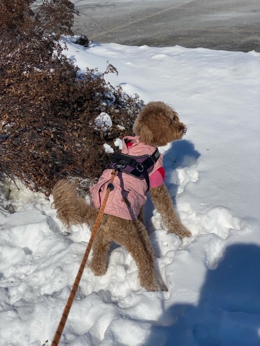 A picture of Tulip, a 3 years 3 months old Other Mix dog.