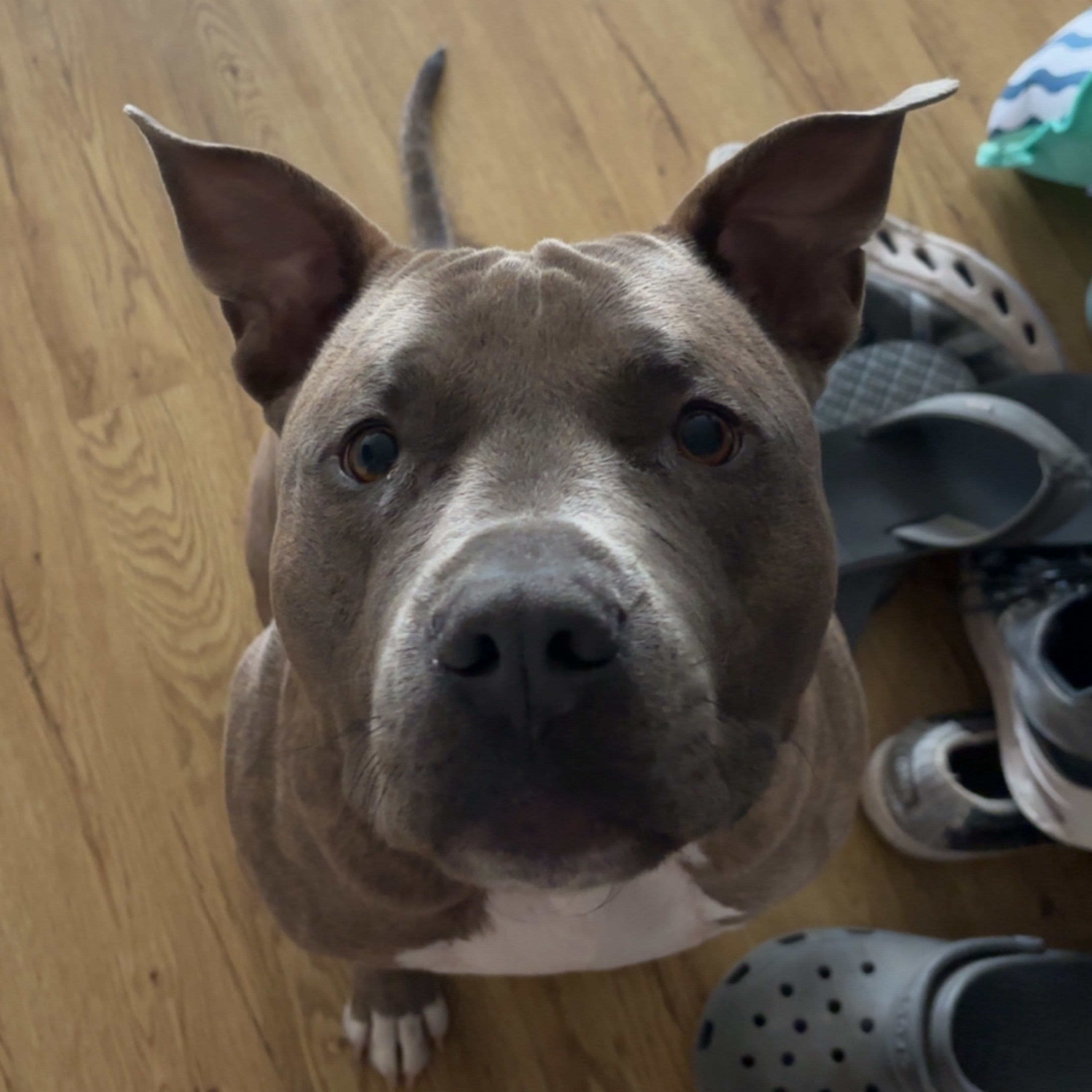 A picture of Maverick, a 2 years 5 months old Other dog.