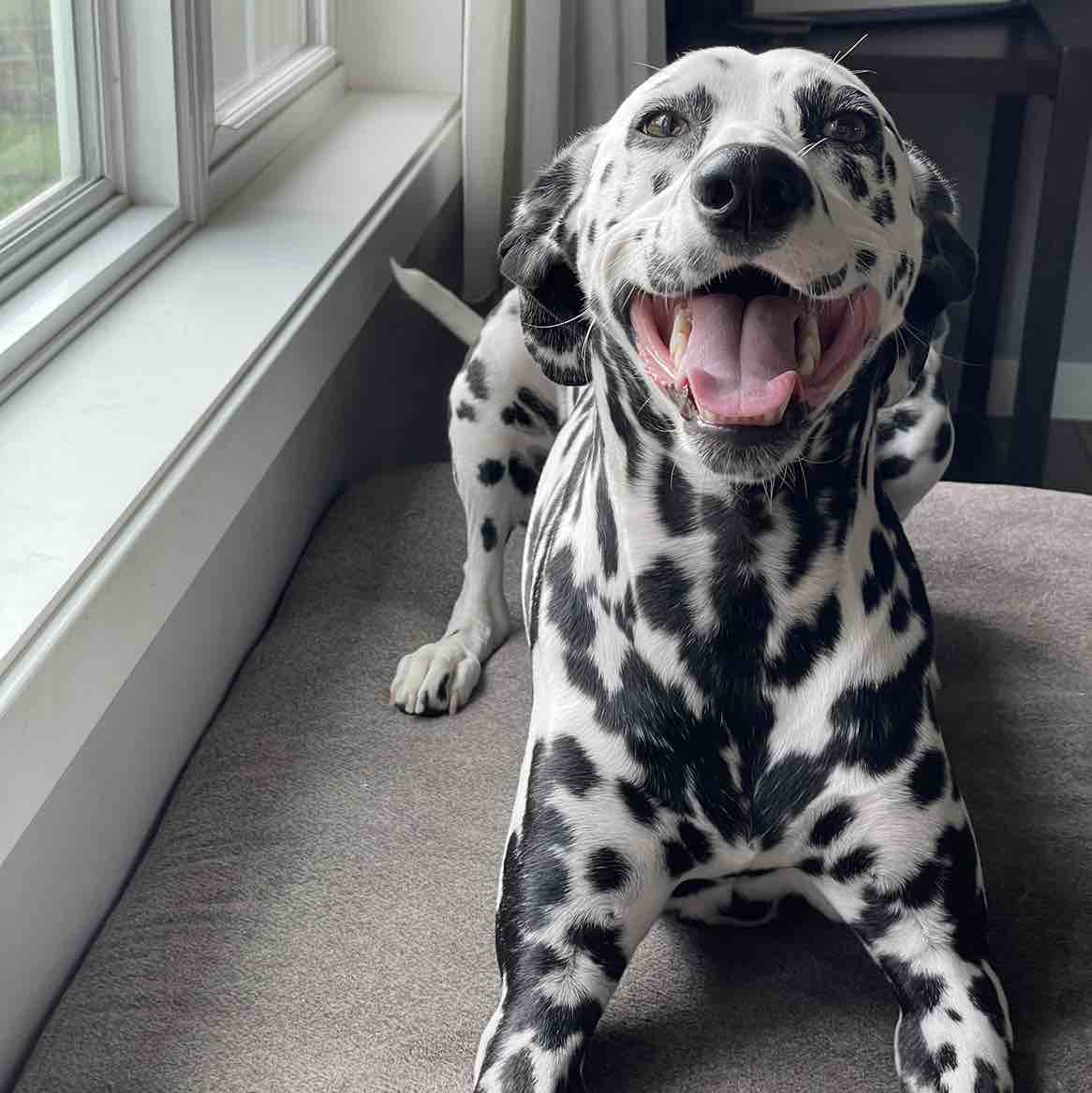 A picture of Poppy, a 4 years 10 months old Other dog.