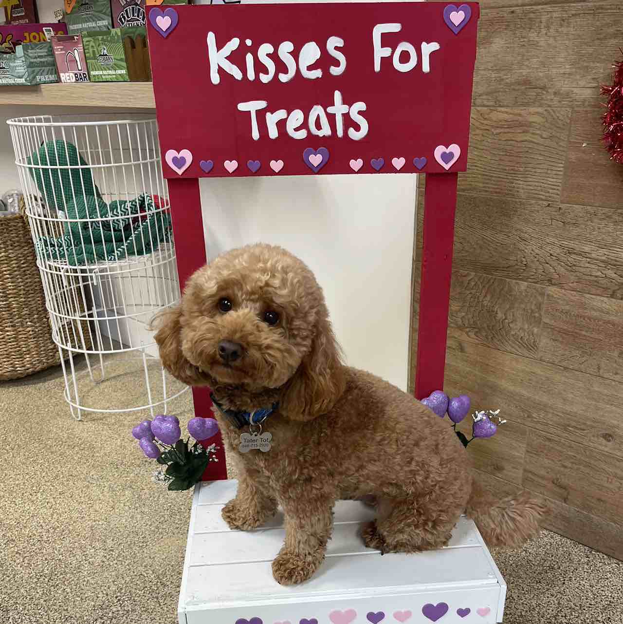 A picture of Tater Tot, a 4 years 9 months old Other dog.