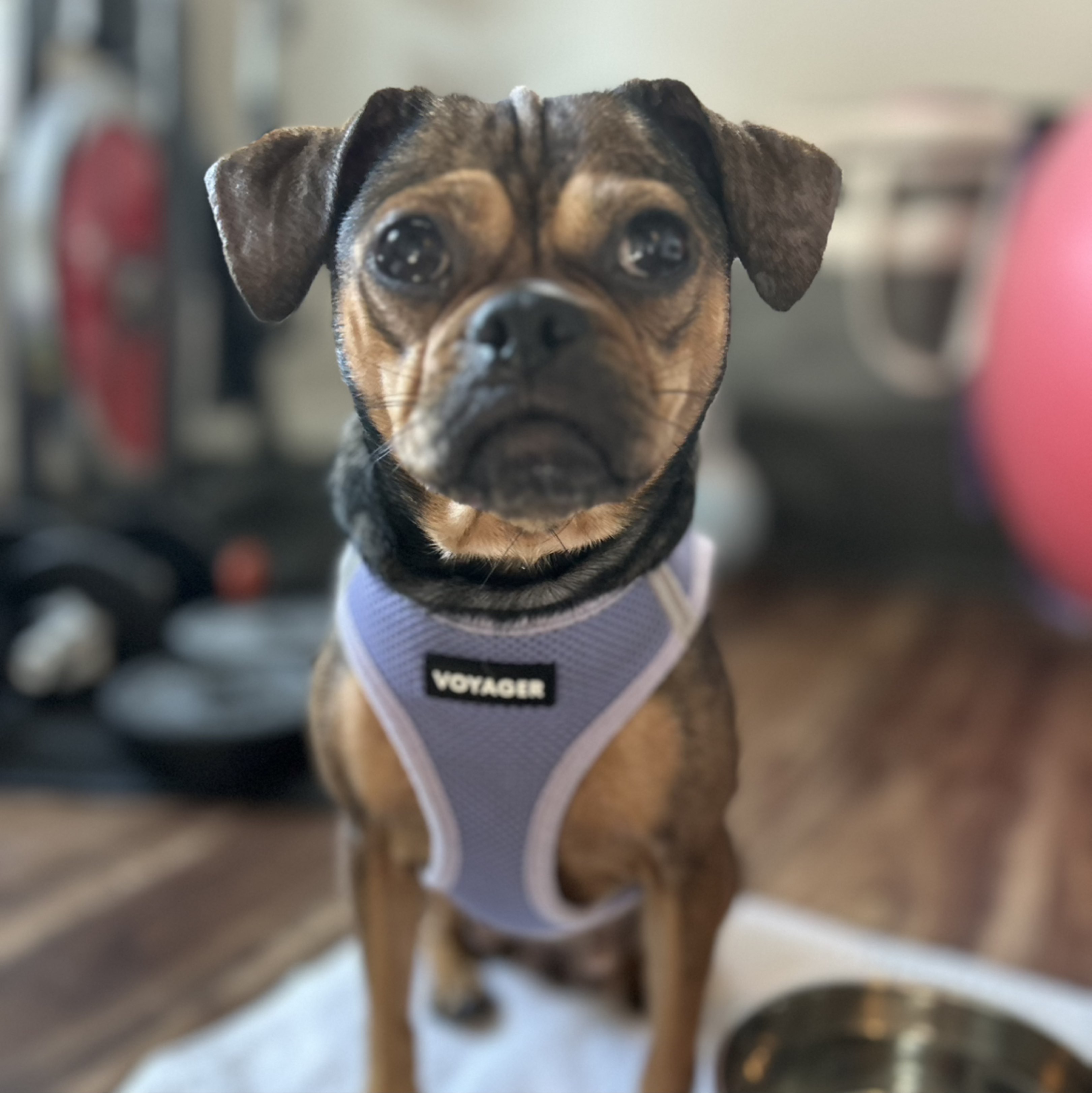 A picture of Lara Croft, a 5 years old Other Mix dog.