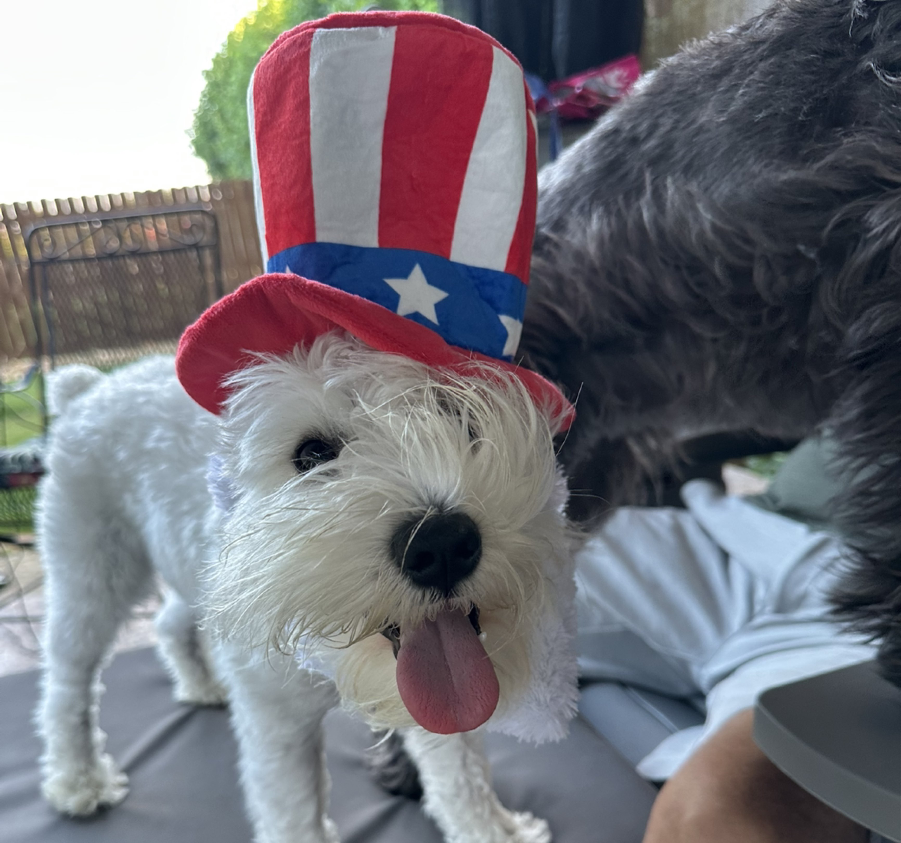 A picture of Franklin, a 1 year 5 months old Other dog.