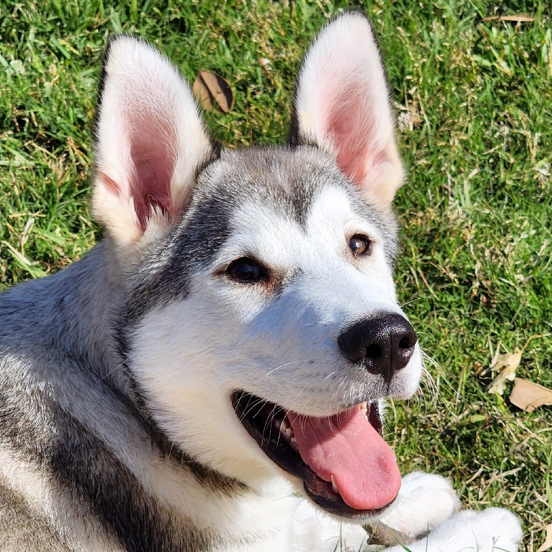 A picture of BJ, a 2 years 7 months old Other dog.