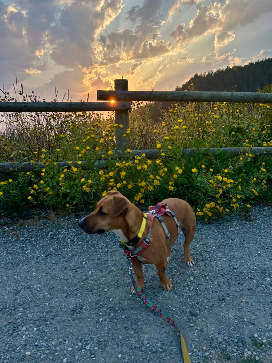 A picture of Honey Bear, a 4 years 11 months old Other Mix dog.