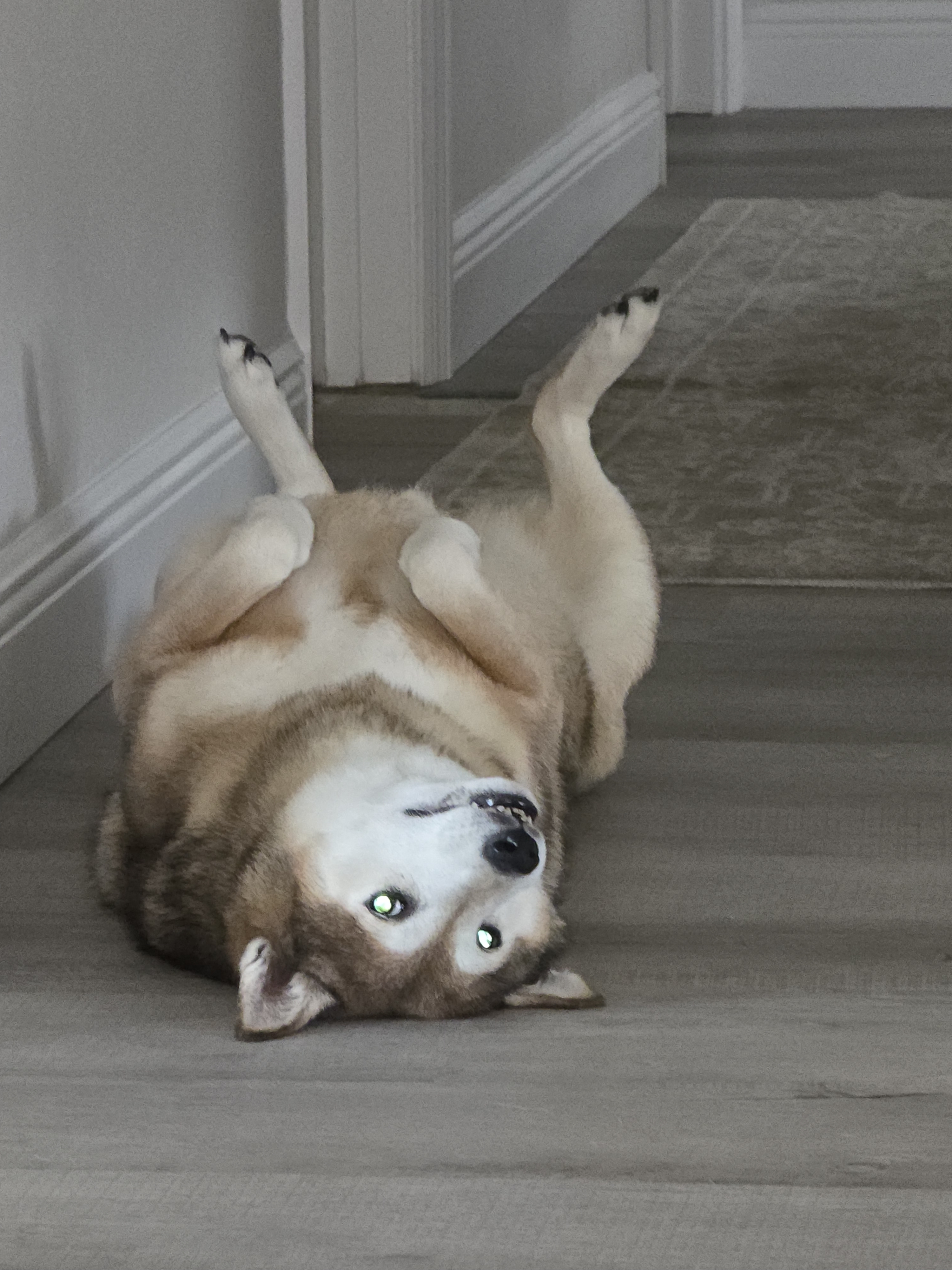 A picture of Ares, a 9 years 10 months old Other dog.