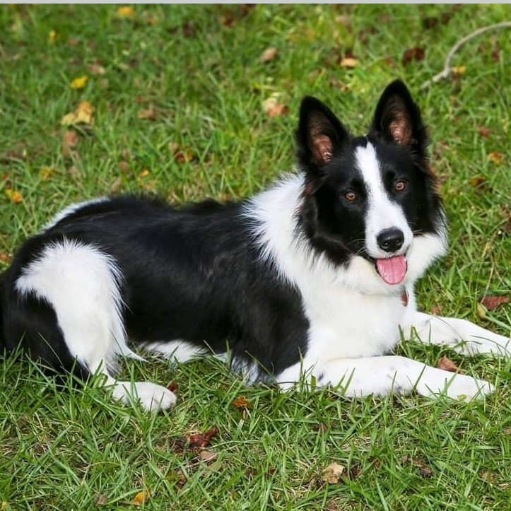 A picture of Bella Rose, a 3 years 7 months old Other dog.