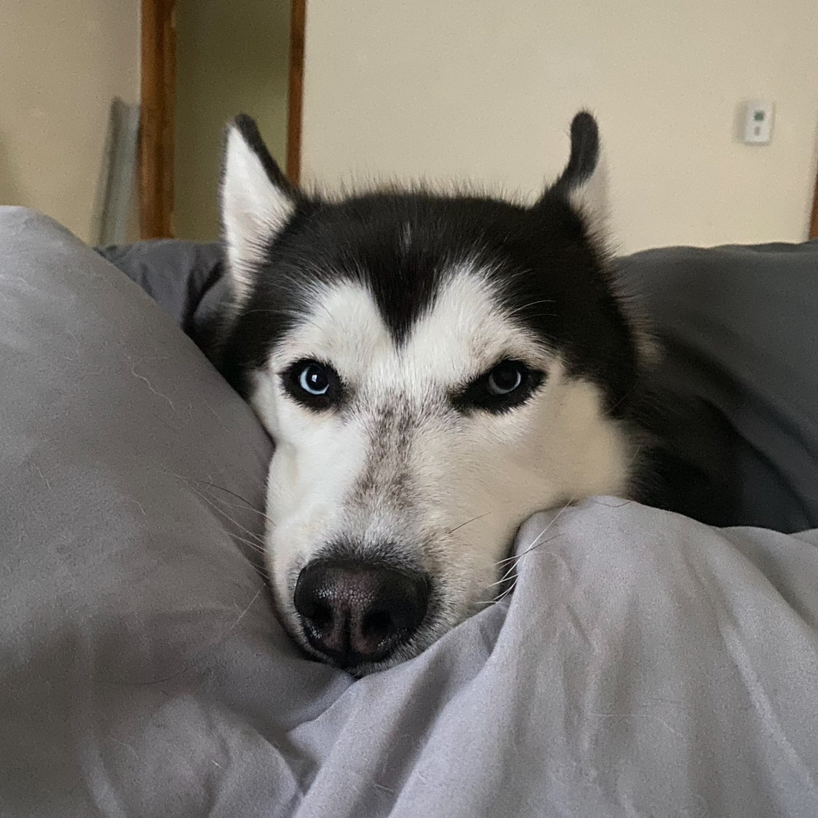 A picture of Chief, a 3 years old Other dog.