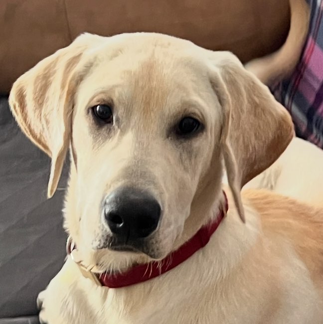 A picture of Ember, a 7 months old Other dog.