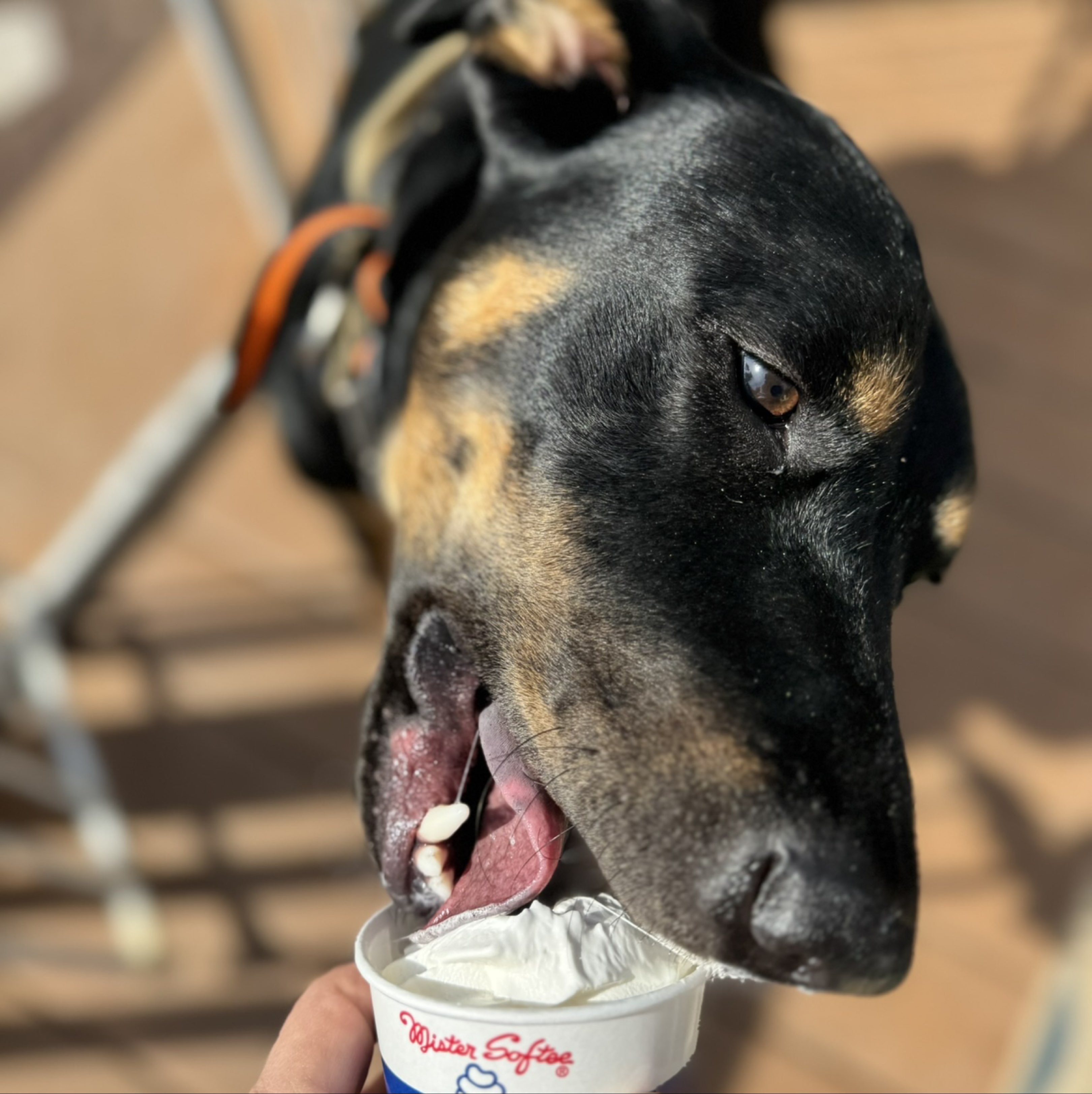 A picture of Diesel Bud Snyder, a 1 year 8 months old Other Mix dog.