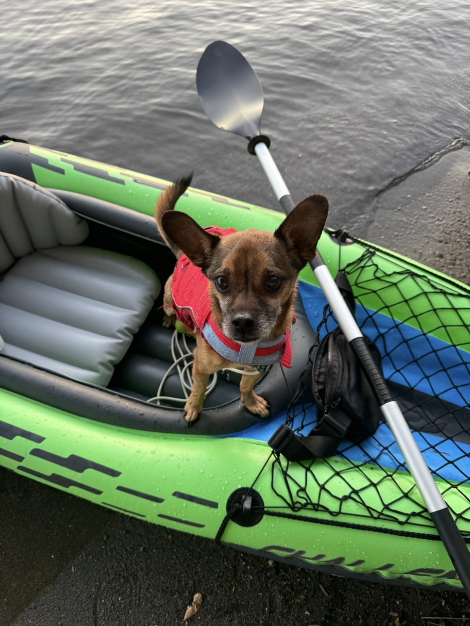 A picture of Bubzy, a 7 years 4 months old Other Mix dog.