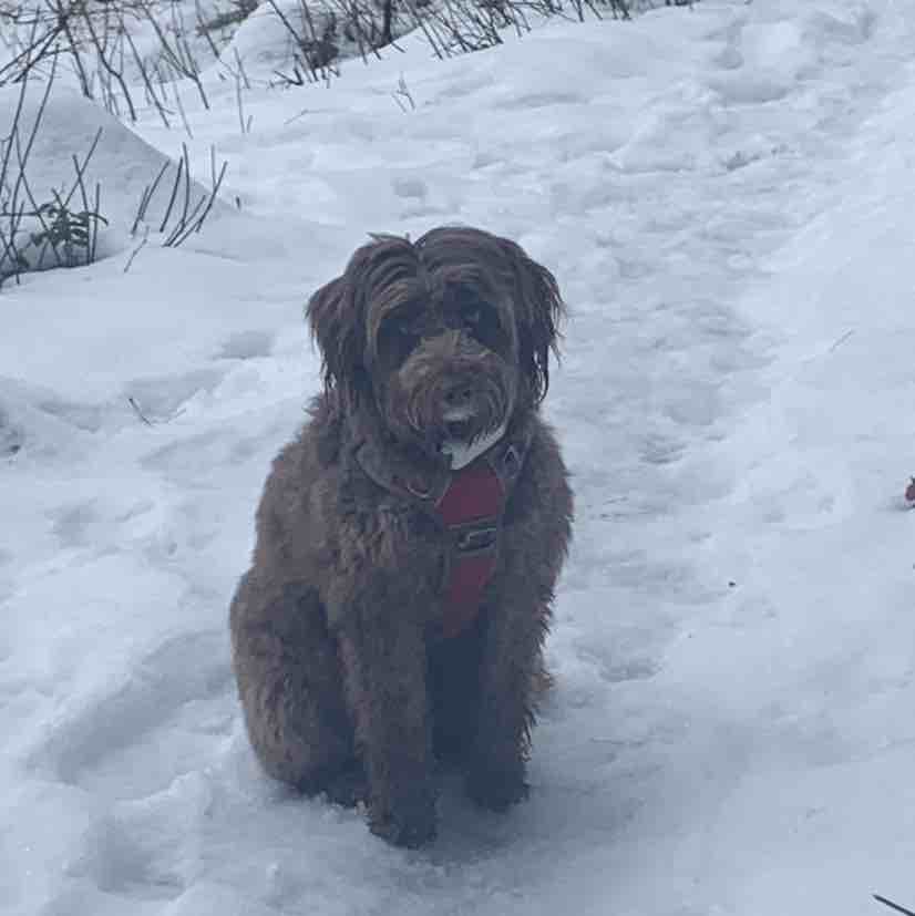 A picture of Ochoco, a 4 years 6 months old Other dog.