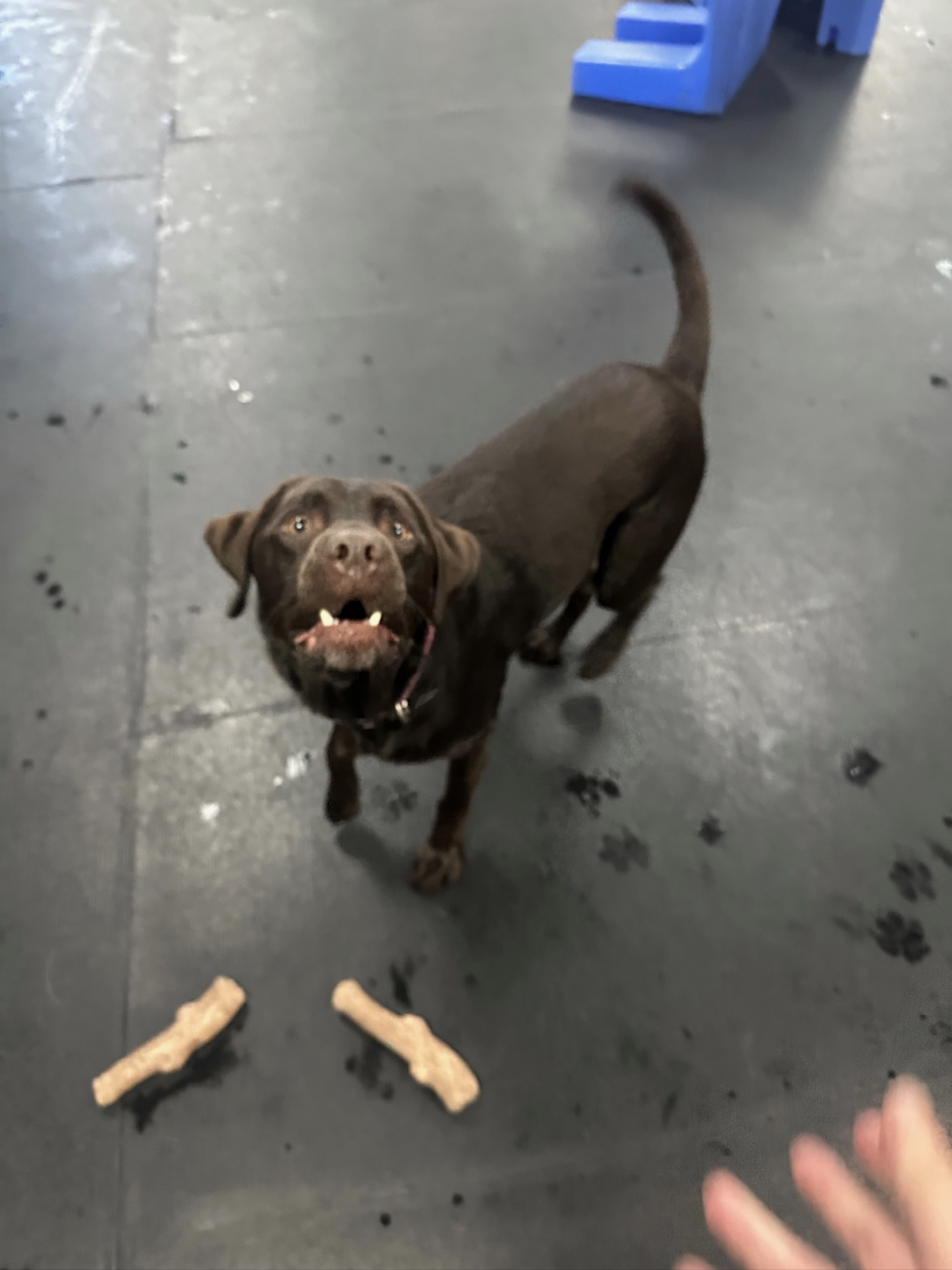A picture of Ollie, a 2 years 10 months old Other dog.