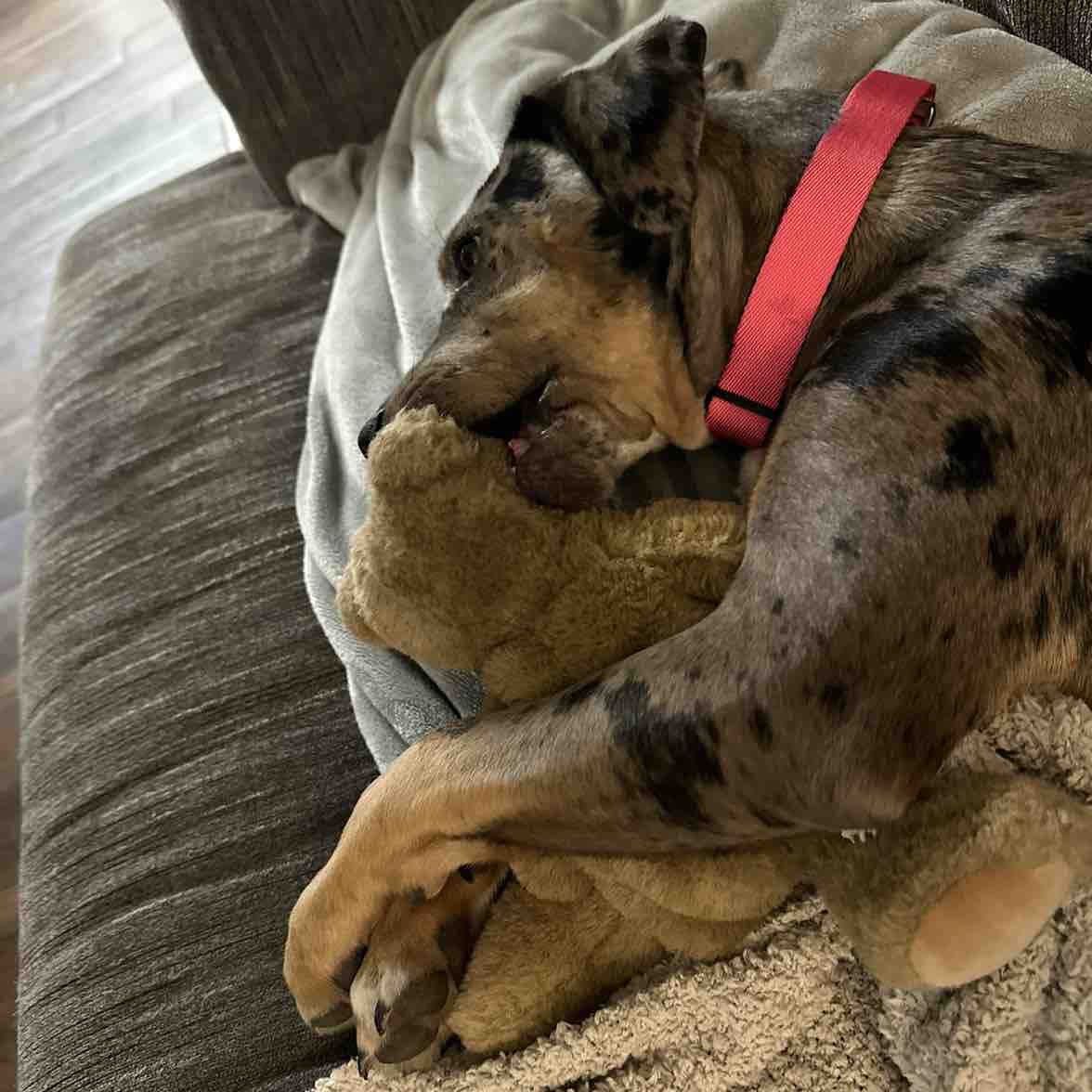 A picture of Bella, a 2 years 5 months old Other Mix dog.