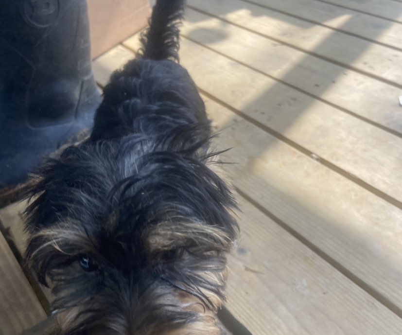 A picture of Barbie , a 3 months old Other dog.