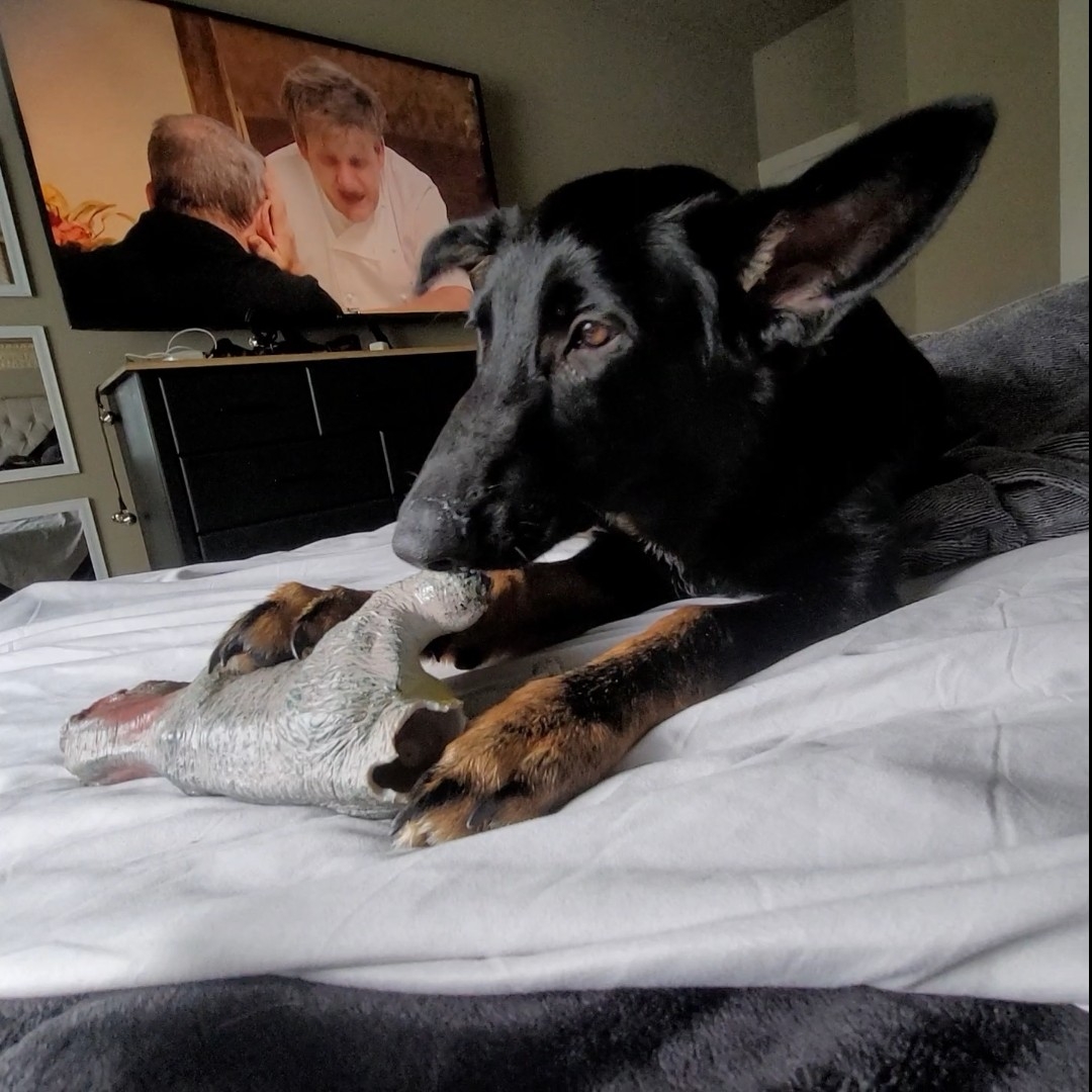 A picture of Kali Key, a 1 year 9 months old Other dog.
