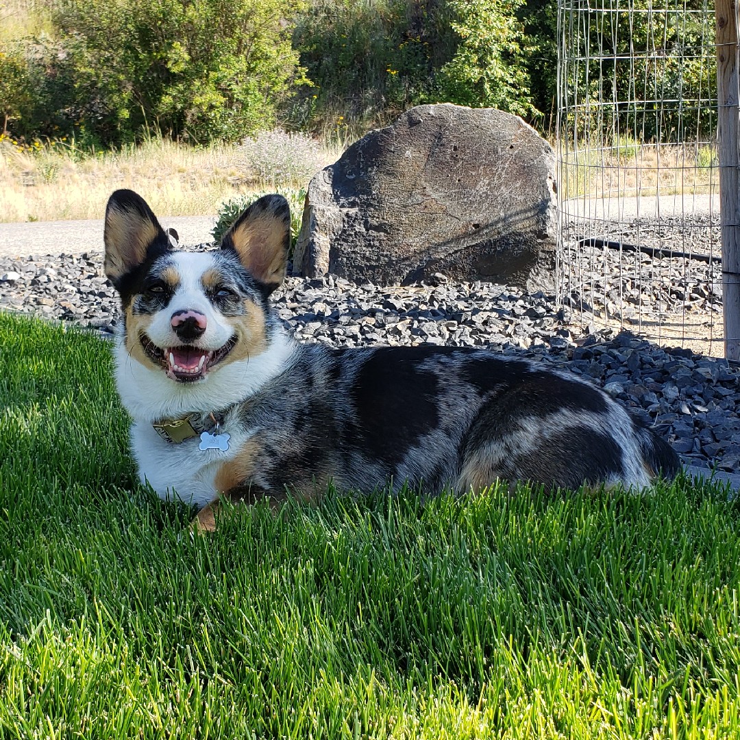 A picture of Lupa, a 6 years 3 months old Other Mix dog.