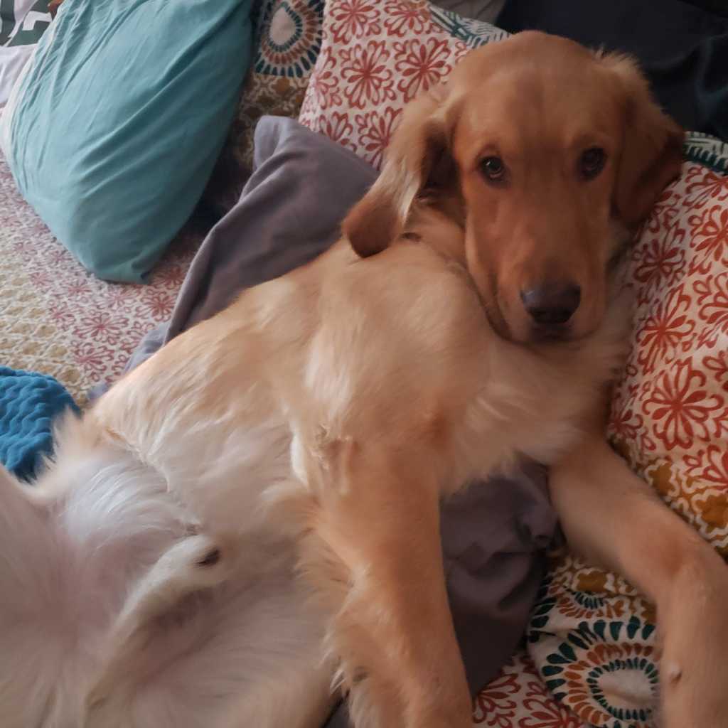 A picture of Oakley, a 7 years old Other dog.