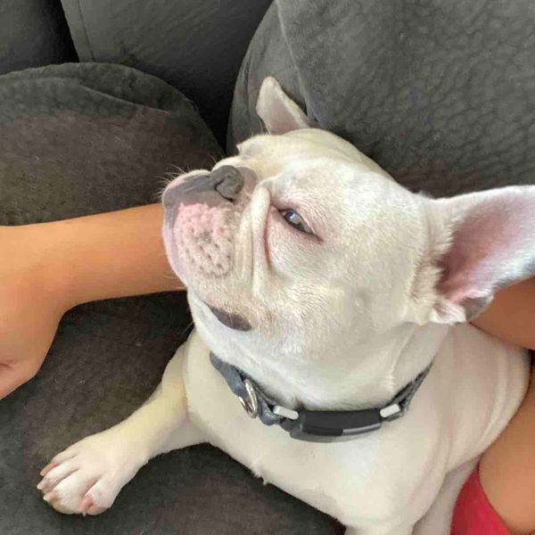 Dozer | Fi Smart Dog Collar