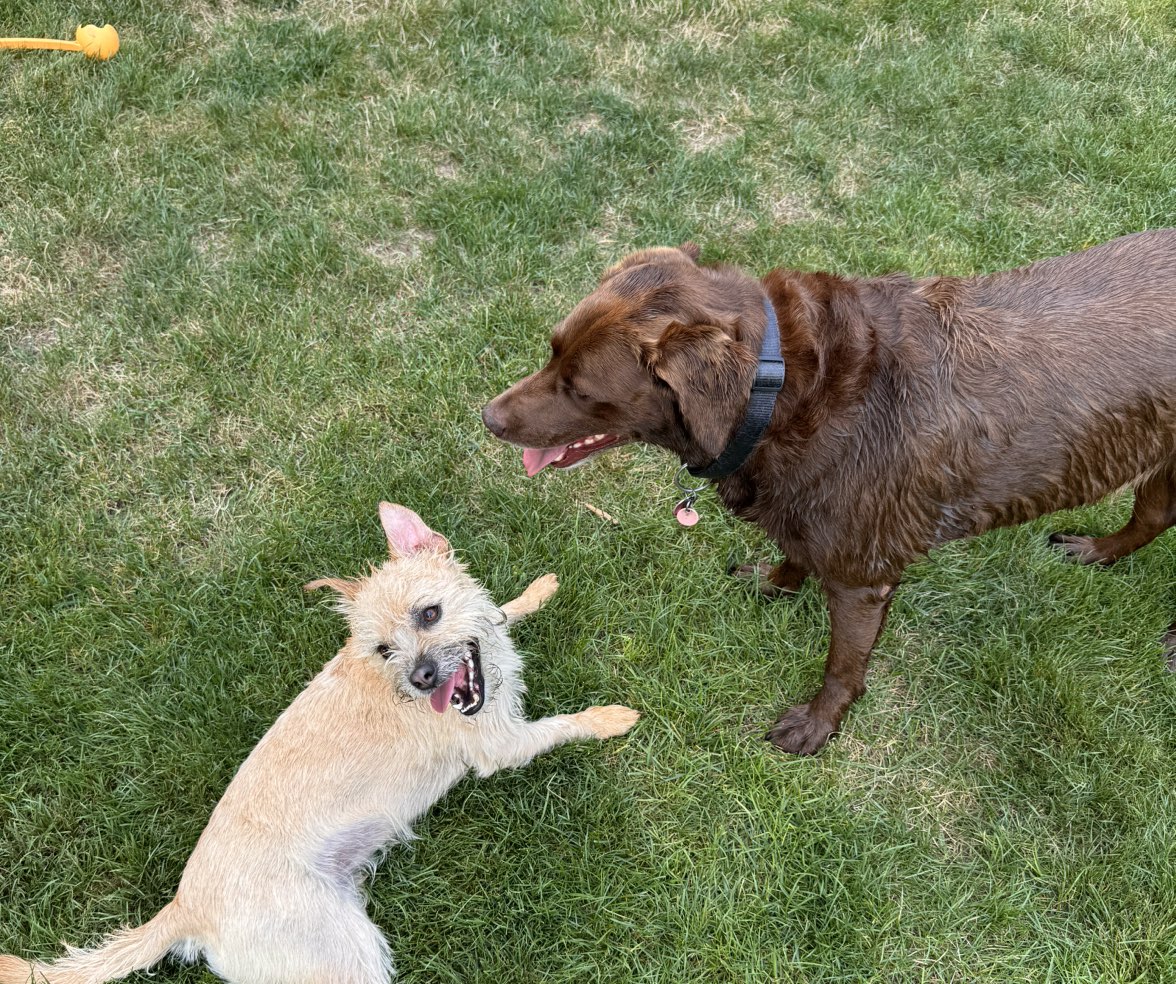 A picture of Willie (Rex) Ott, a 2 years 7 months old Other Mix dog.