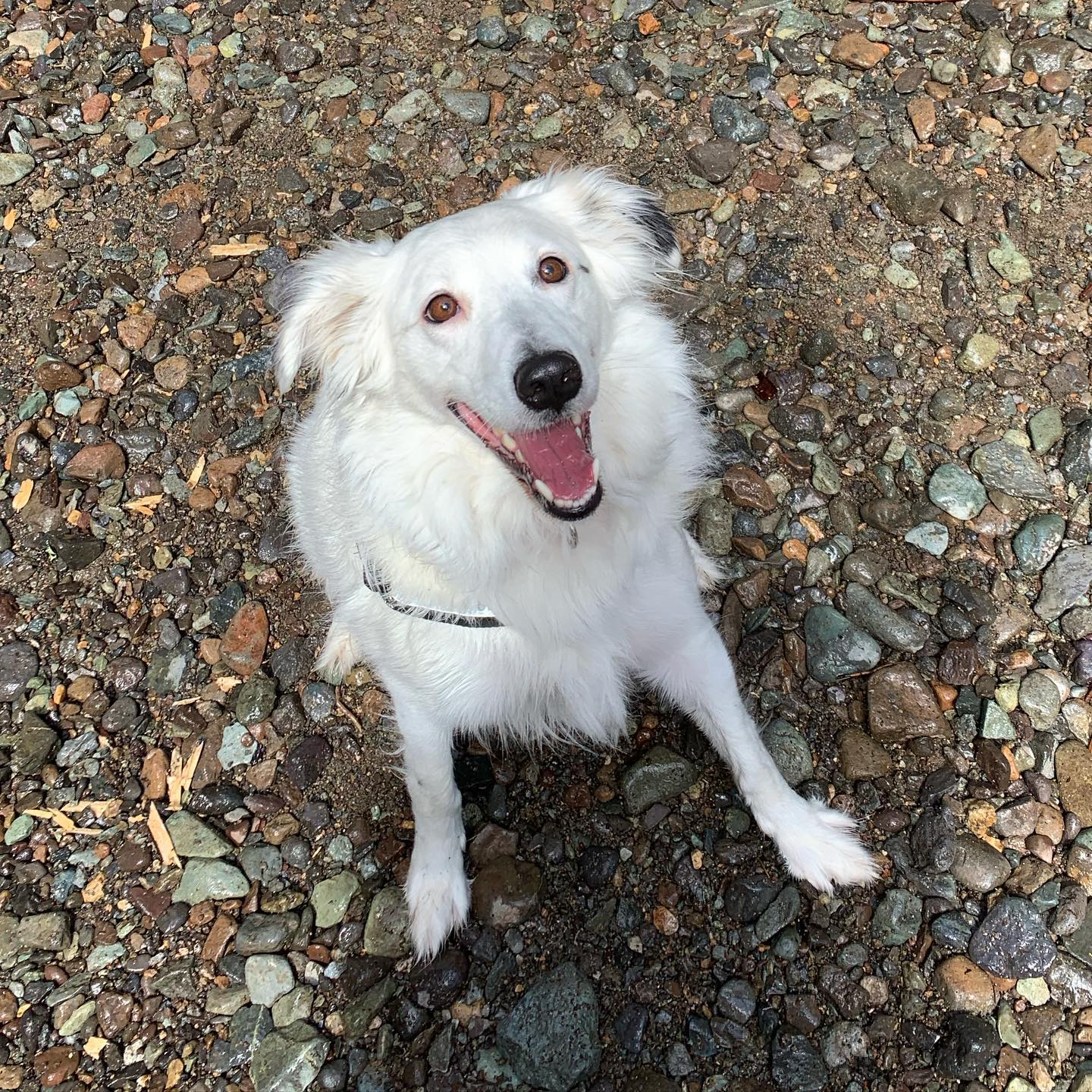 A picture of Cora, a 7 years 9 months old Other dog.