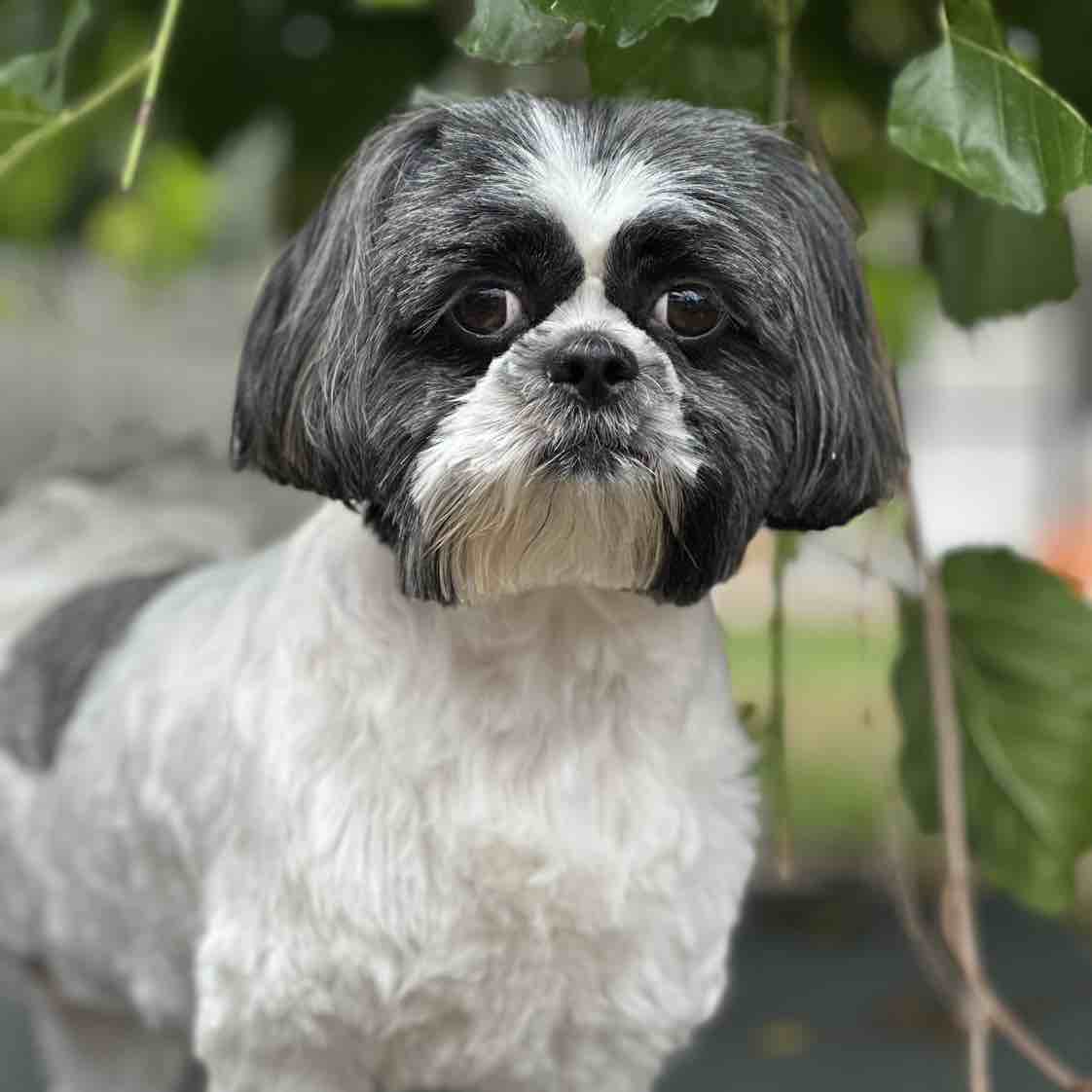 Pepe | Fi Smart Dog Collar