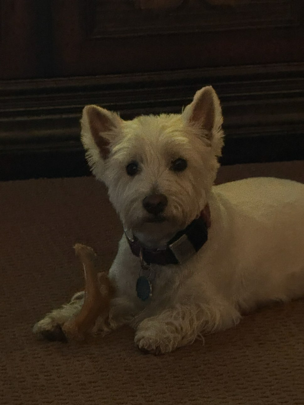 A picture of JORGI, a 4 years 8 months old Other dog.