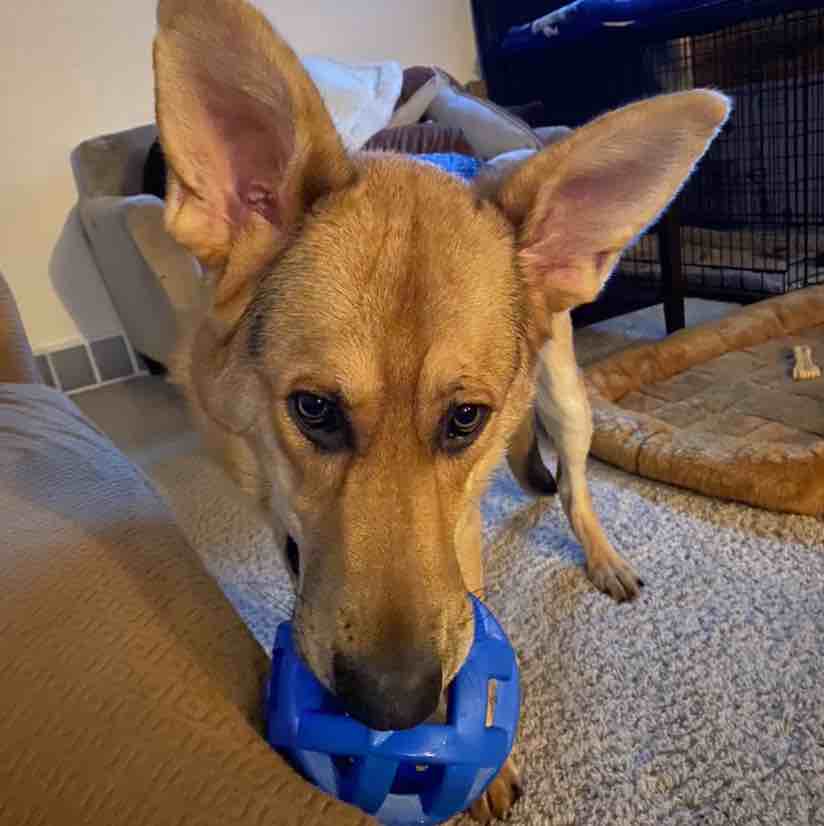 A picture of Macallan, a 5 years 1 month old Other dog.