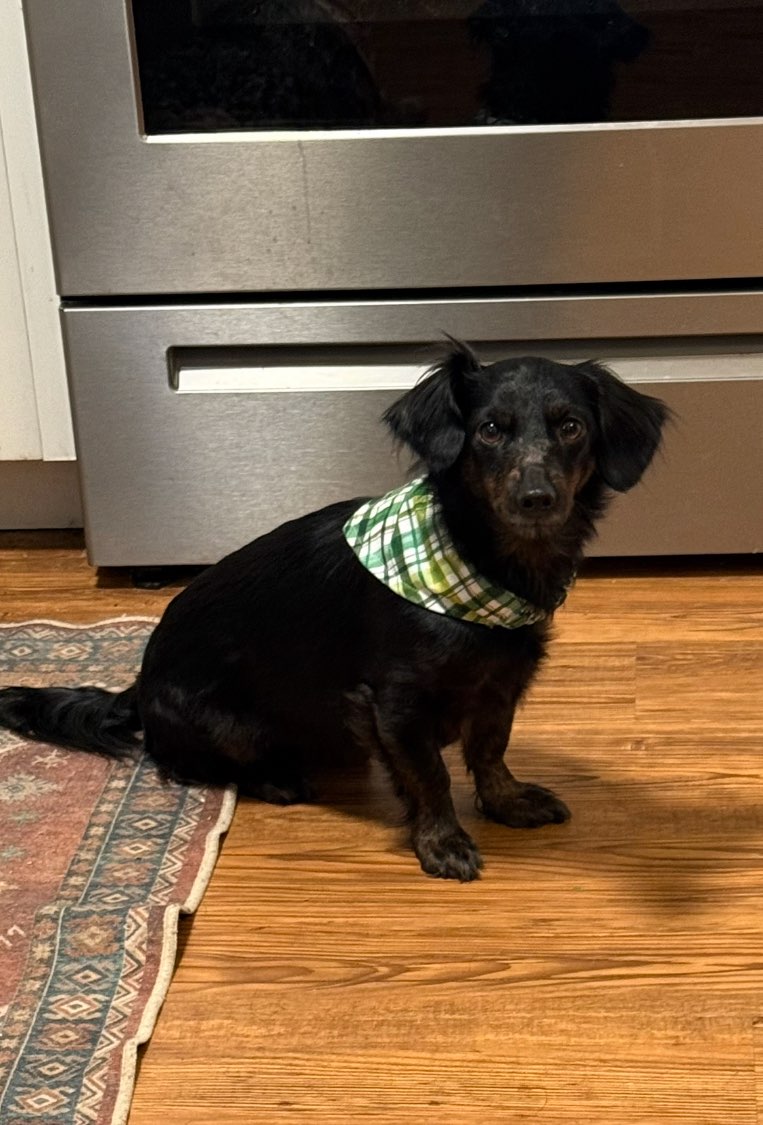 A picture of Beethoven, a 3 years 10 months old Other Mix dog.