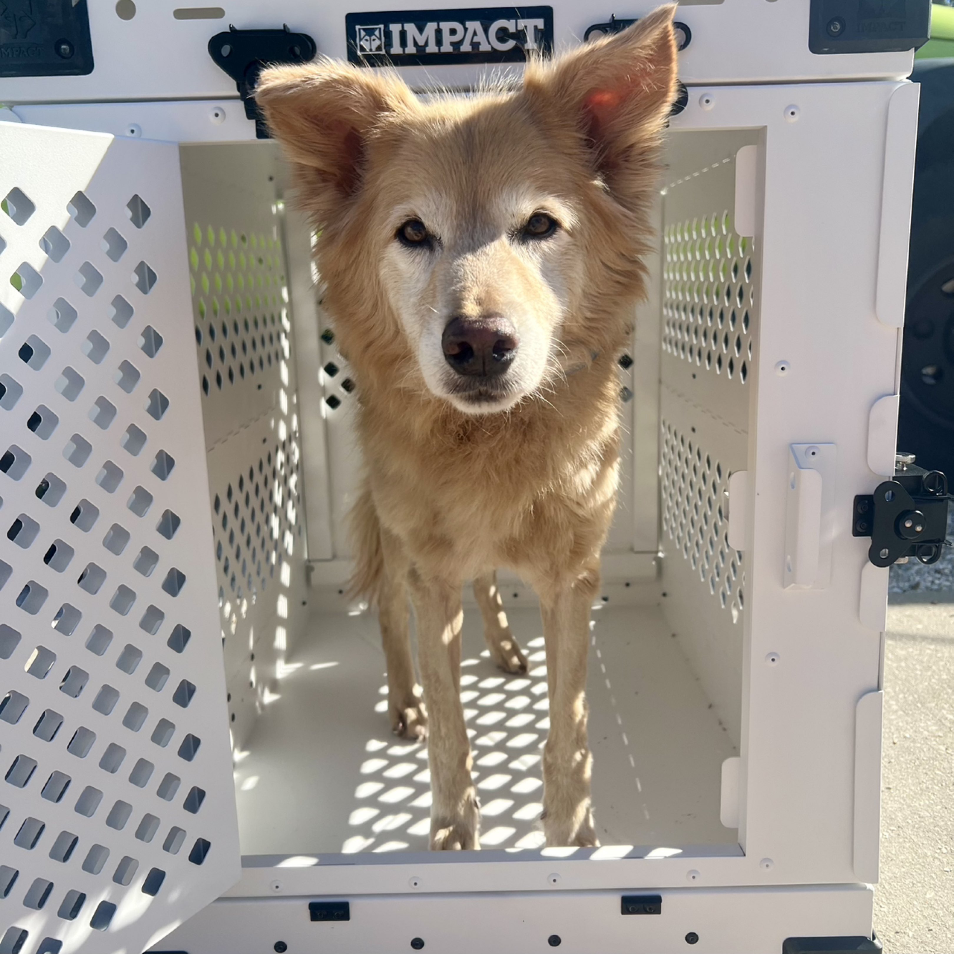 A picture of Diamond, a 13 years 3 months old Other Mix dog.