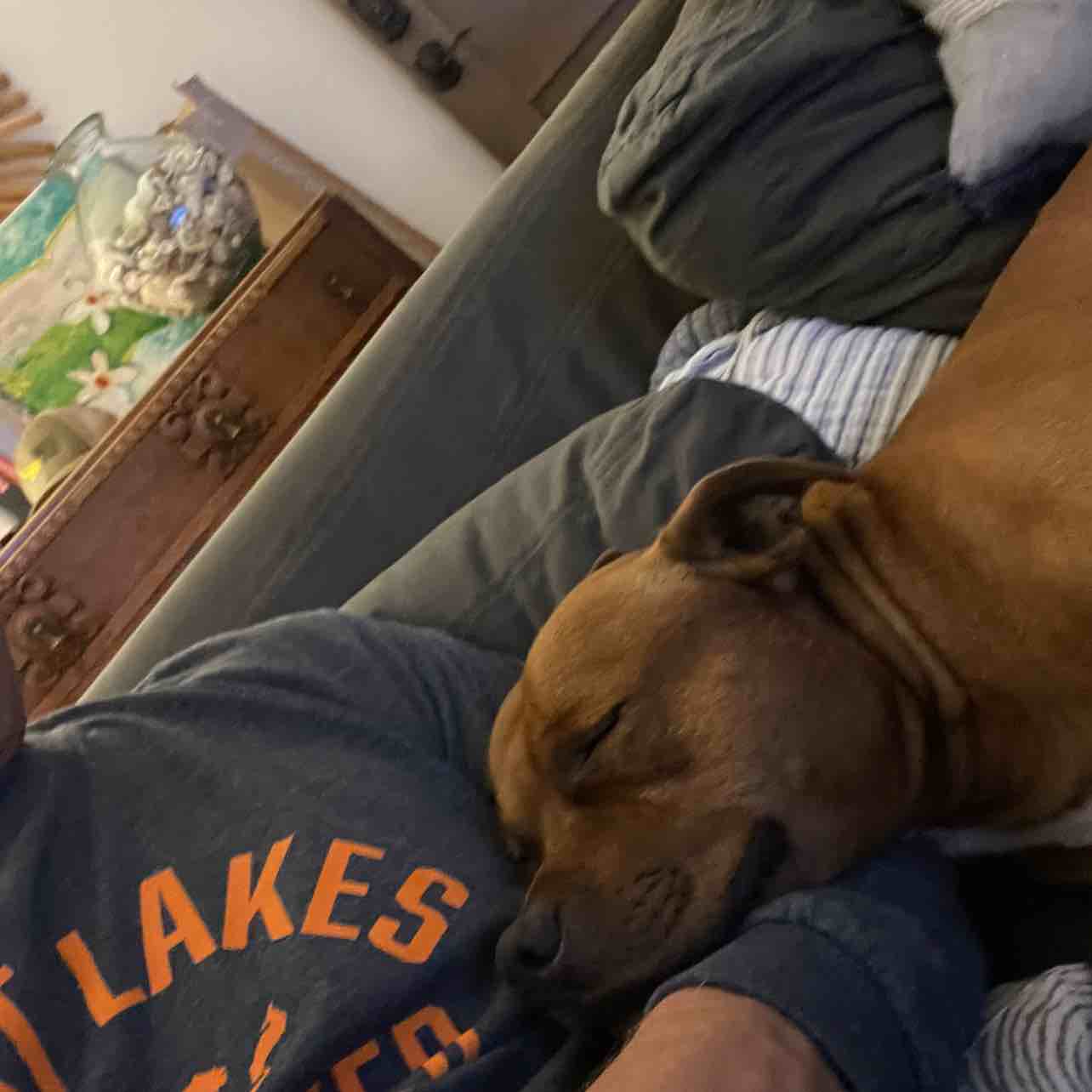 A picture of OG Bobby Johnson, a 4 years 5 months old Other dog.