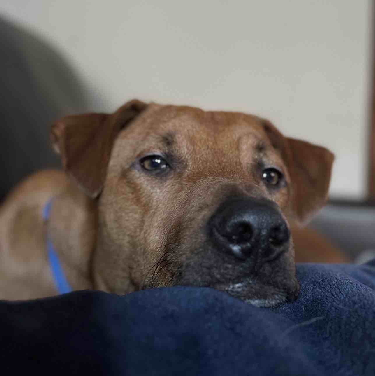 A picture of Scooter J. Magoots, a 2 years 7 months old Other Mix dog.