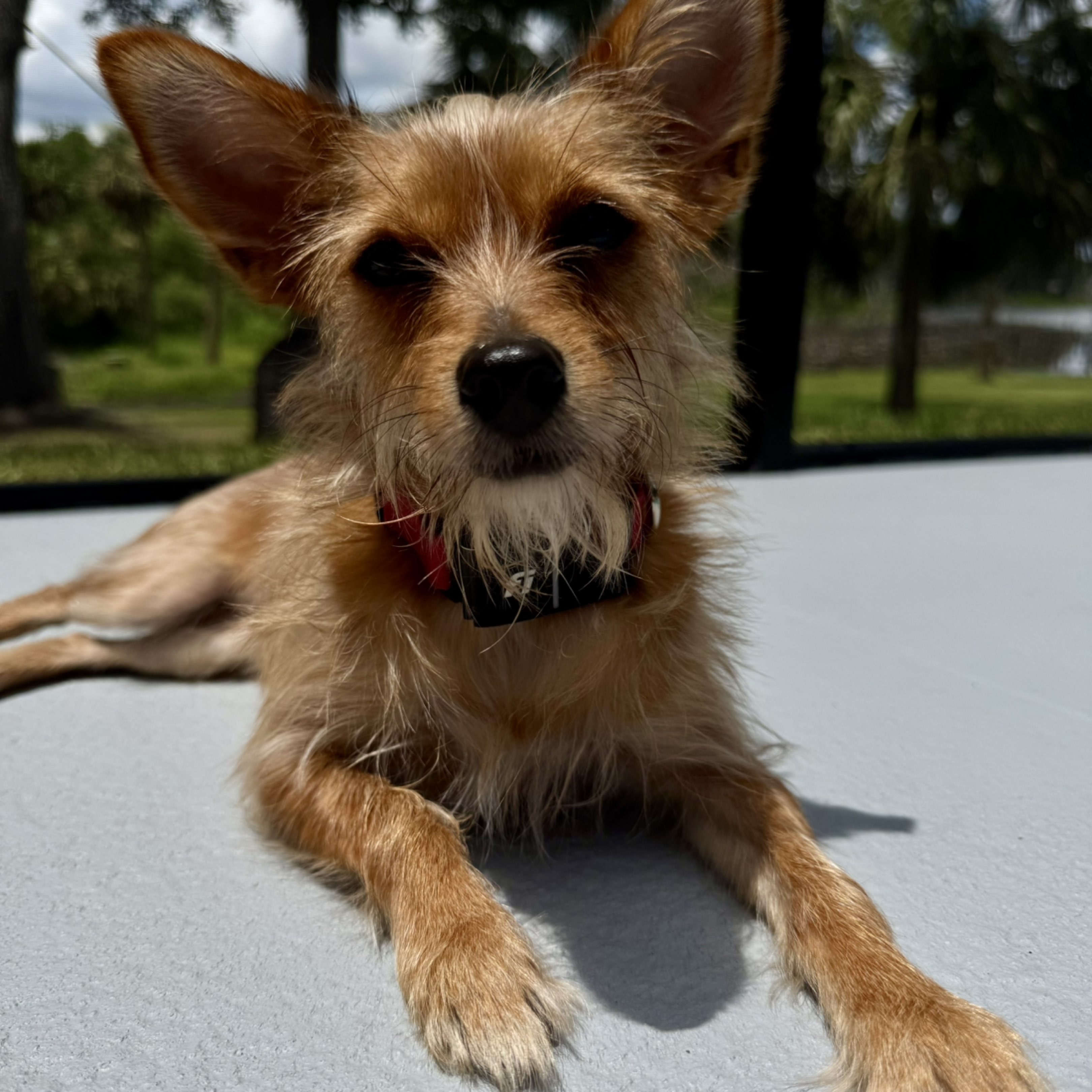A picture of Angel Teen, a 1 year 7 months old Other Mix dog.