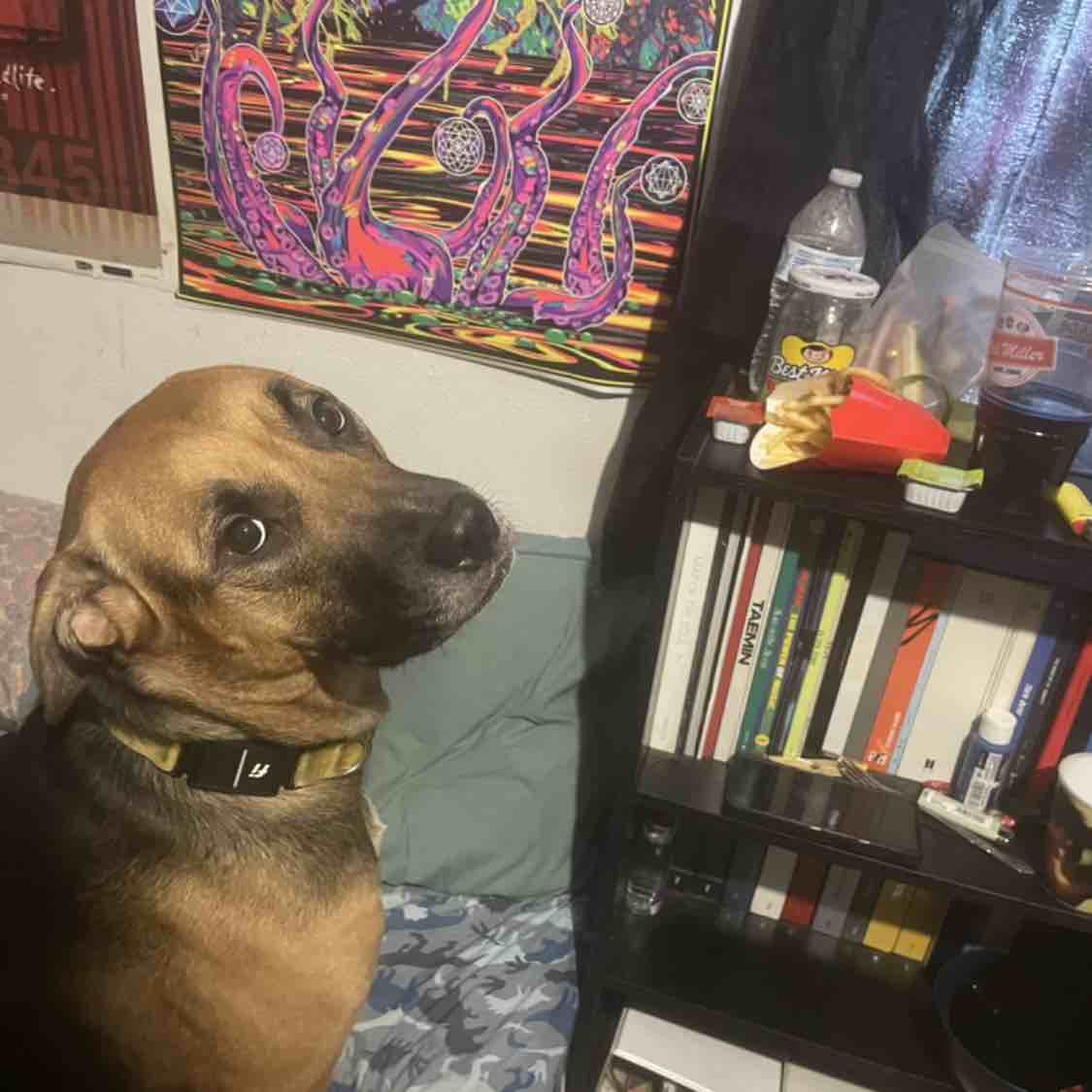 A picture of Mukku, a 4 years 4 months old Other Mix dog.
