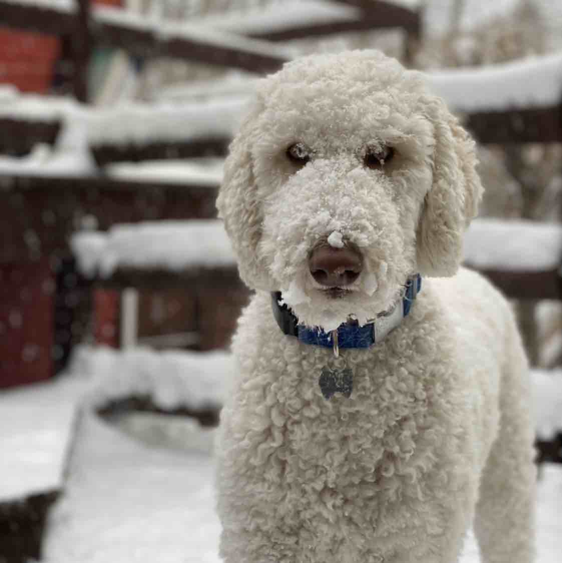 A picture of Soto, a 6 years 5 months old Other dog.