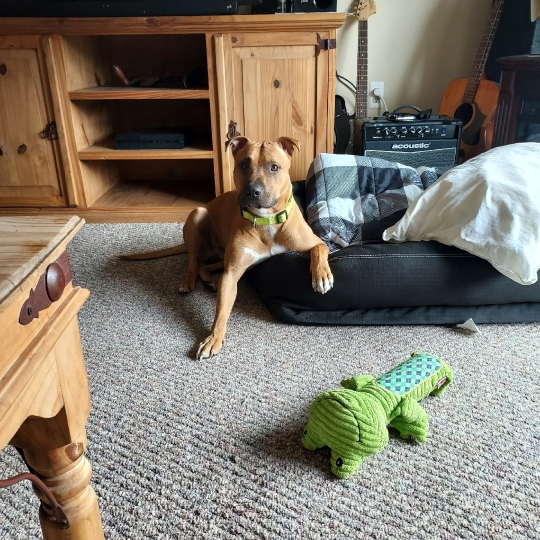 A picture of Dash, a 4 years 8 months old Other Mix dog.
