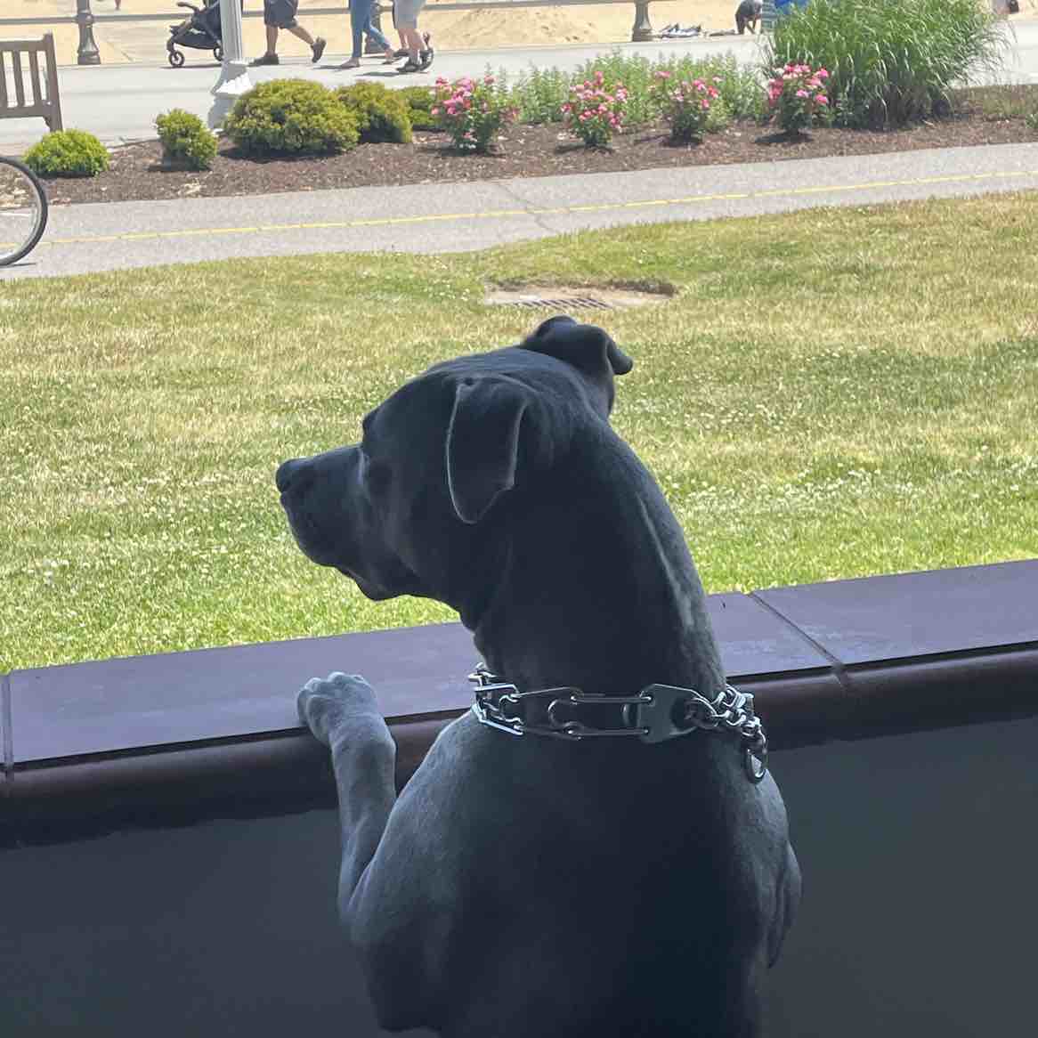 A picture of Lokey, a 5 years old Other dog.