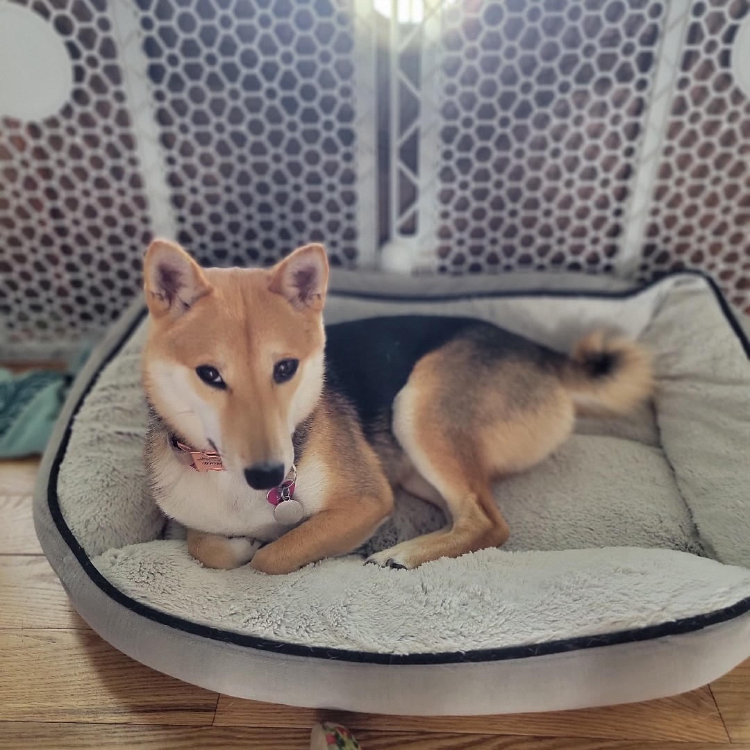 A picture of Laina, a 3 years 7 months old Shiba Inu dog.
