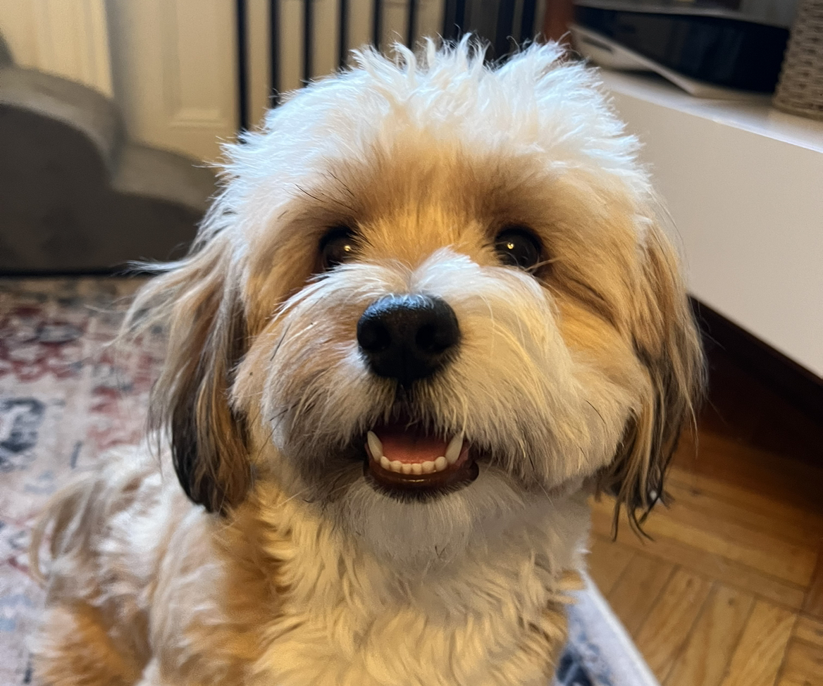 A picture of Rosie, a 2 years 5 months old Other dog.