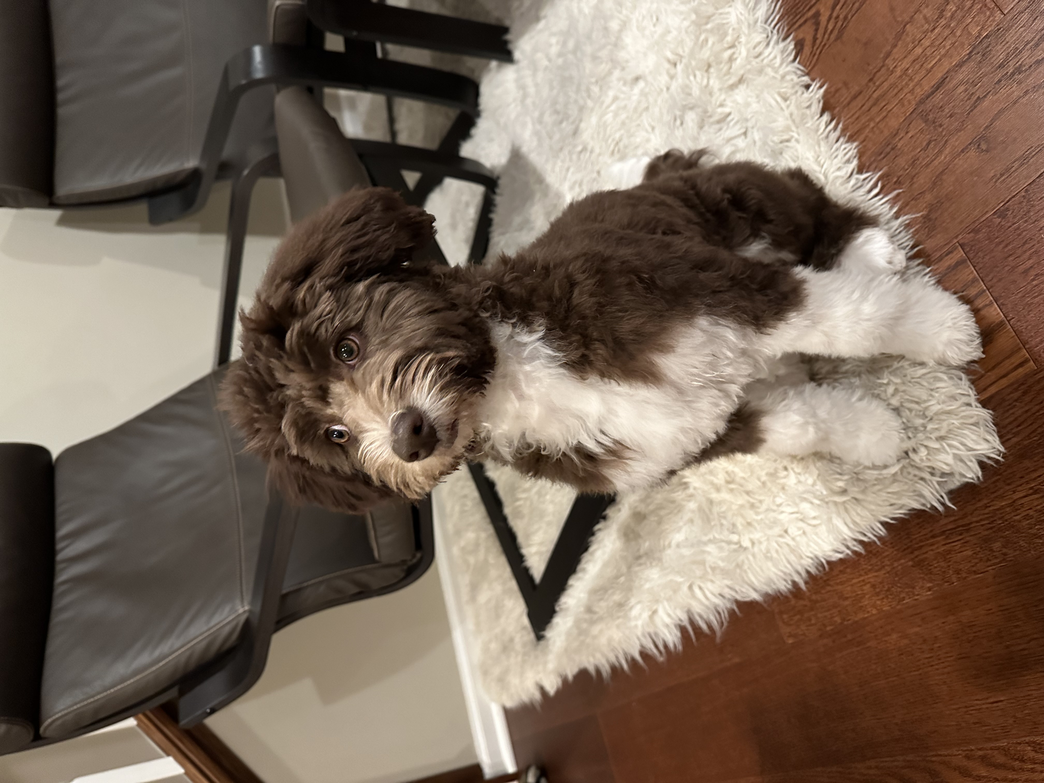 A picture of Nia, a 1 year 11 months old Other dog.