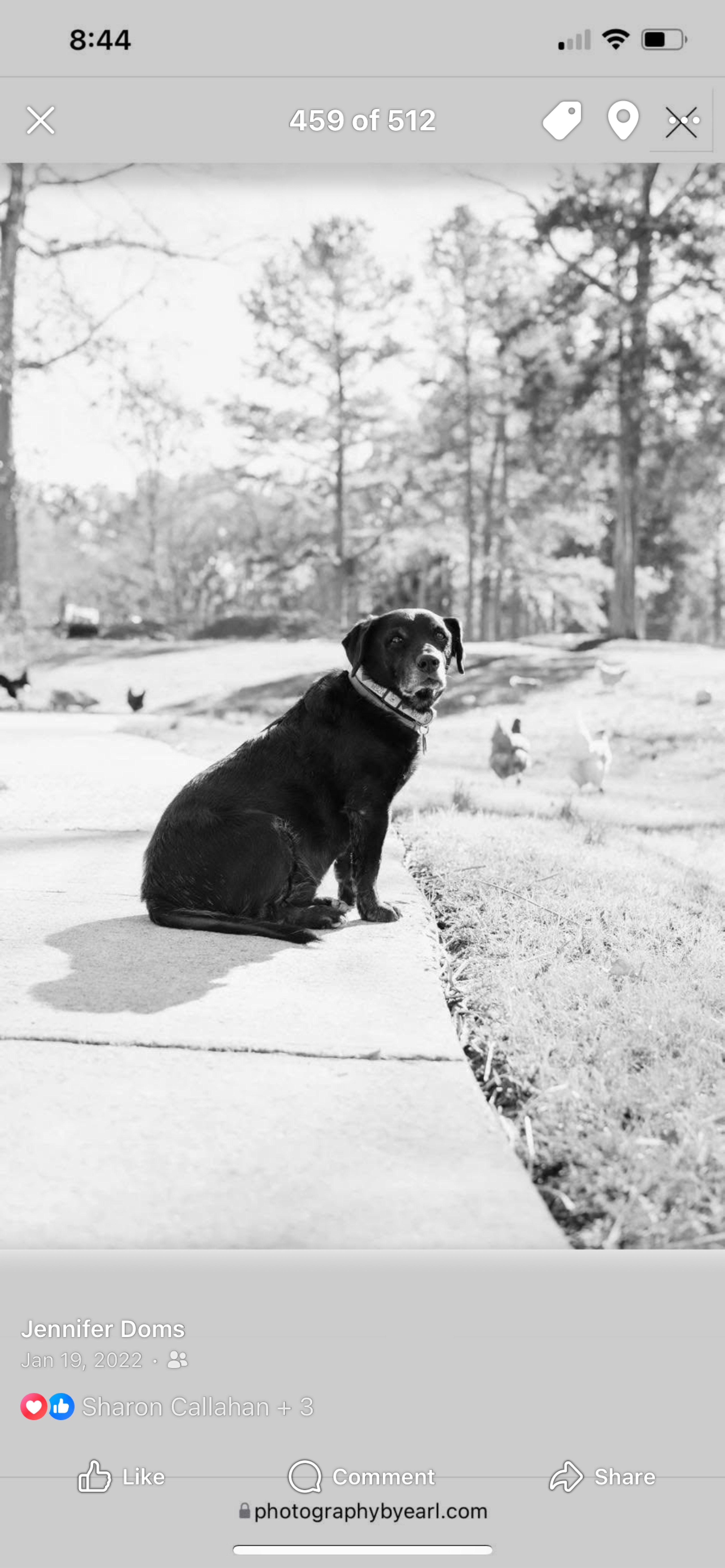 A picture of Walker, a 17 years 7 months old Other dog.