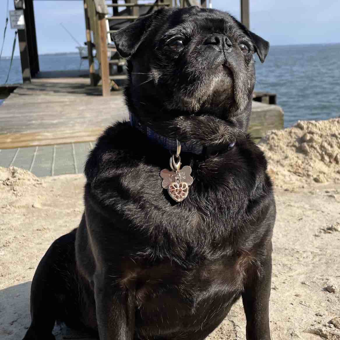 A picture of Coo, a 14 years 1 month old Other dog.