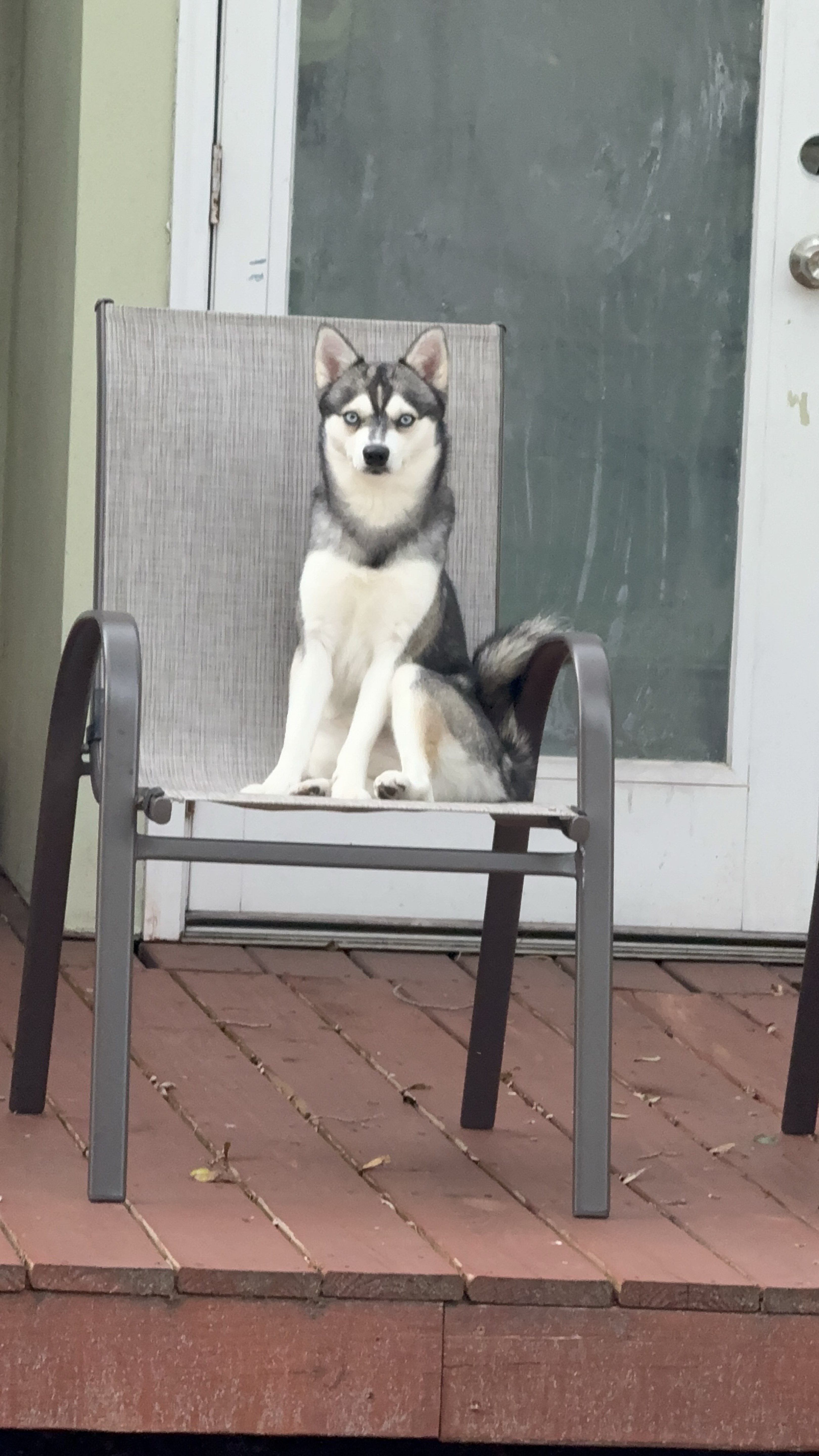 A picture of Ragnar, a 2 years 4 months old Other dog.