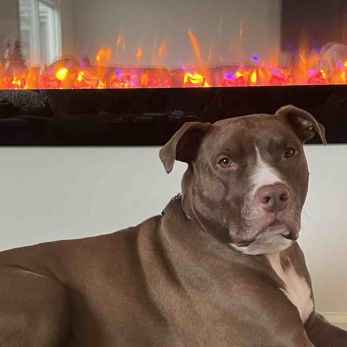 A picture of Marlo, a 8 years 10 months old Other Mix dog.