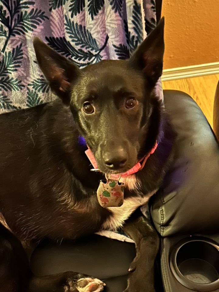 A picture of Sadie Mae McNab, a 3 years 2 months old Other Mix dog.